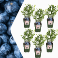 Vaccinium corymbosum – Bio – Heidelbeere – Ø13cm – ↕20cm – Für Garten, Balkon & Terrasse – Plant