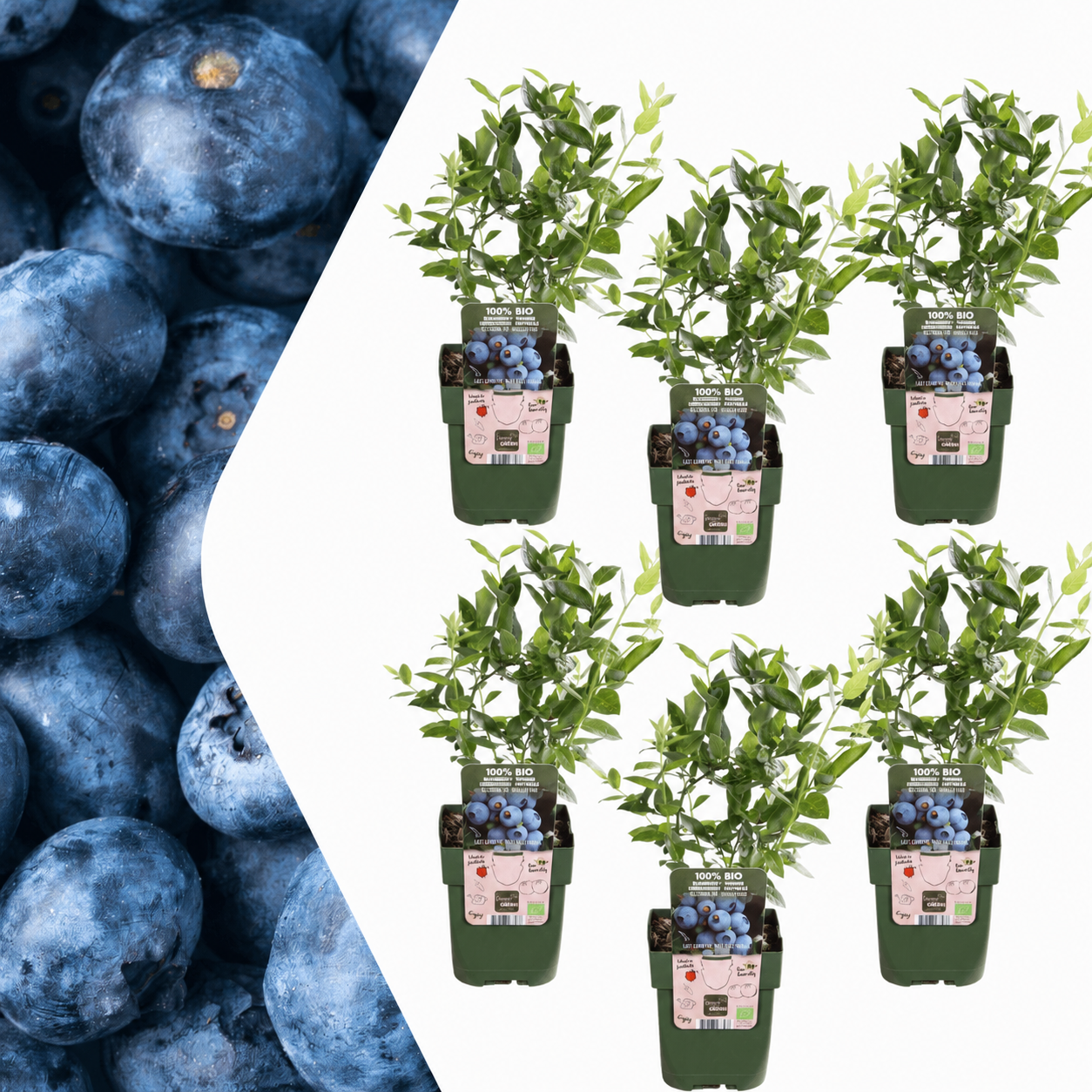 Vaccinium corymbosum – Bio – Heidelbeere – Ø13cm – ↕20cm – Für Garten, Balkon & Terrasse – Plant