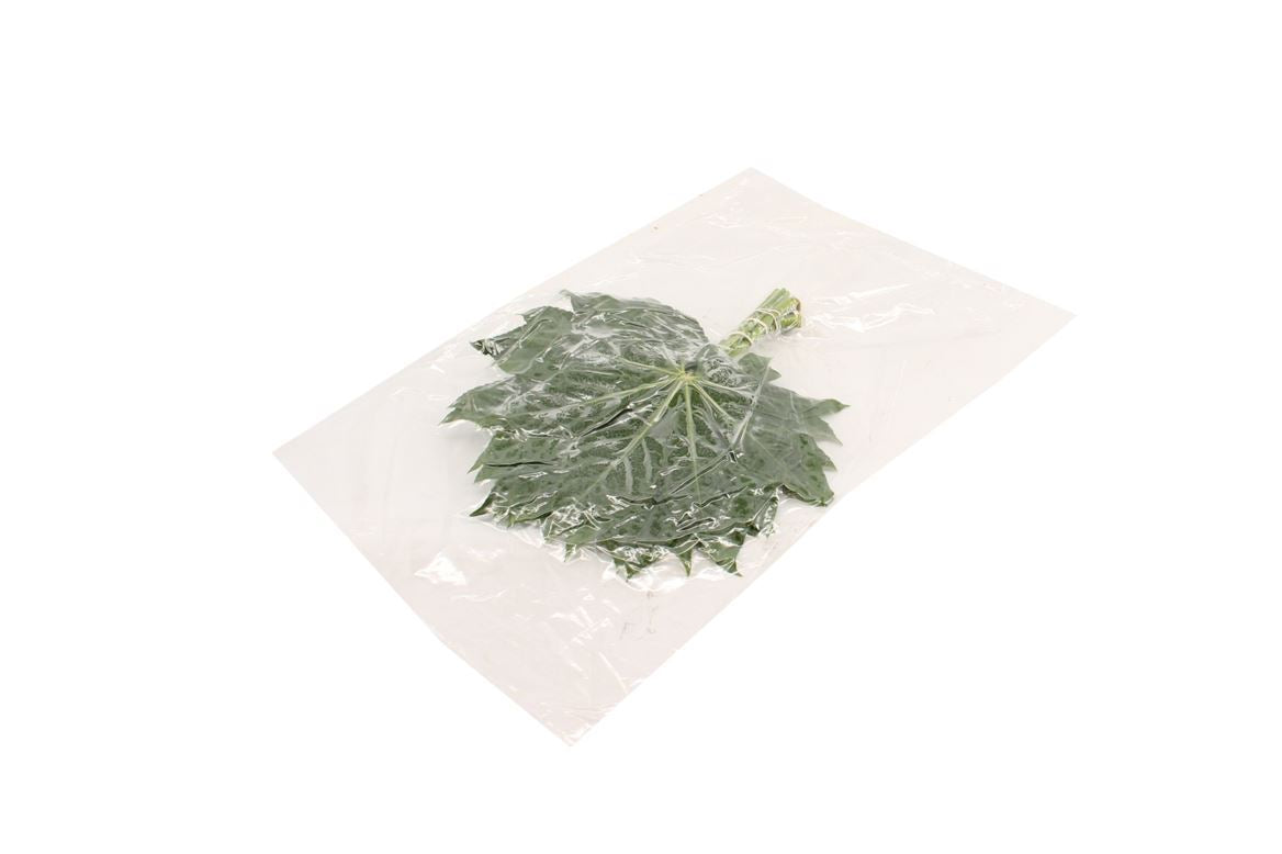 Aralia Baby Blätter 50Stiele – 5Bund à 10Stiele – Schnittgrün 25cm Stiellänge – dekoratives Blattgrün für Vase, Strauß & Floristik