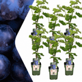 Bio Weintraube Vitis vinifera – Biologische Weinpflanzen – Ø13cm – ↕20cm – Frostbeständig & Vieltragend – Für Garten, Terrasse & Balkon – Plant