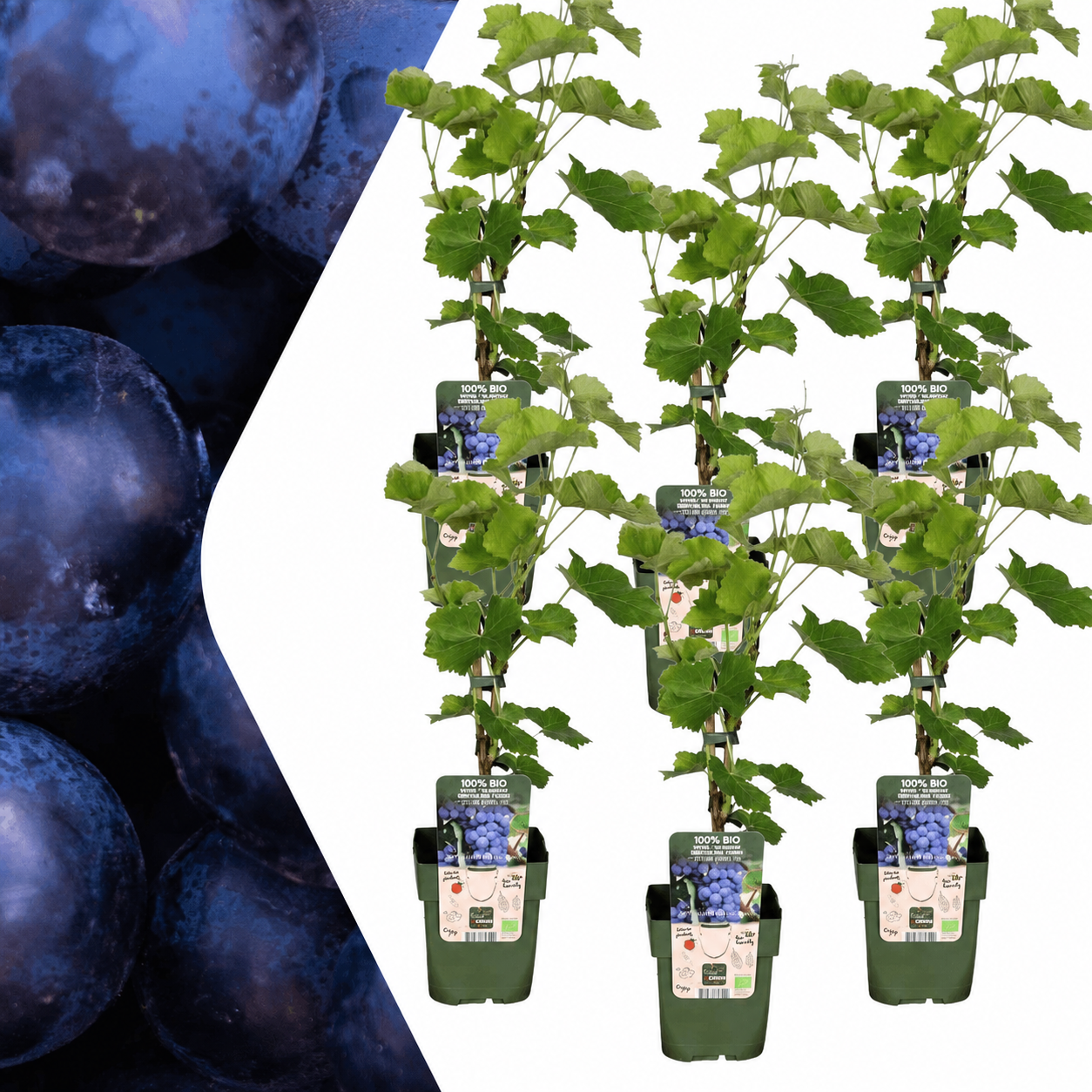 Bio Weintraube Vitis vinifera – Biologische Weinpflanzen – Ø13cm – ↕20cm – Frostbeständig & Vieltragend – Für Garten, Terrasse & Balkon – Plant