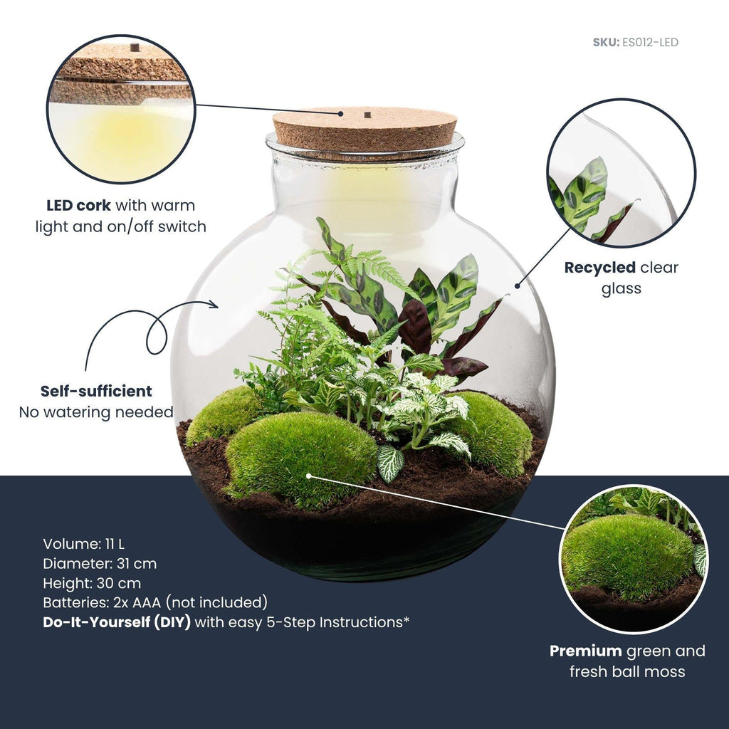 Flaschengarten Bolder Bob – Ø31cm – ↕30cm – DIY Terrarium mit Korkdeckel & Pflanzen – Selbstversorgendes Mini – Ökosystem ohne Werkzeug – Plant