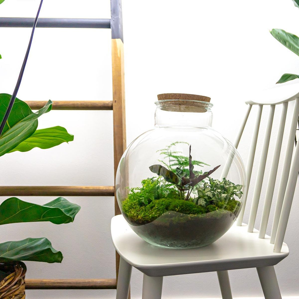 Flaschengarten Bolder Bob – Ø31cm – ↕30cm – DIY Terrarium mit Korkdeckel & Pflanzen – Selbstversorgendes Mini – Ökosystem ohne Werkzeug – Plant
