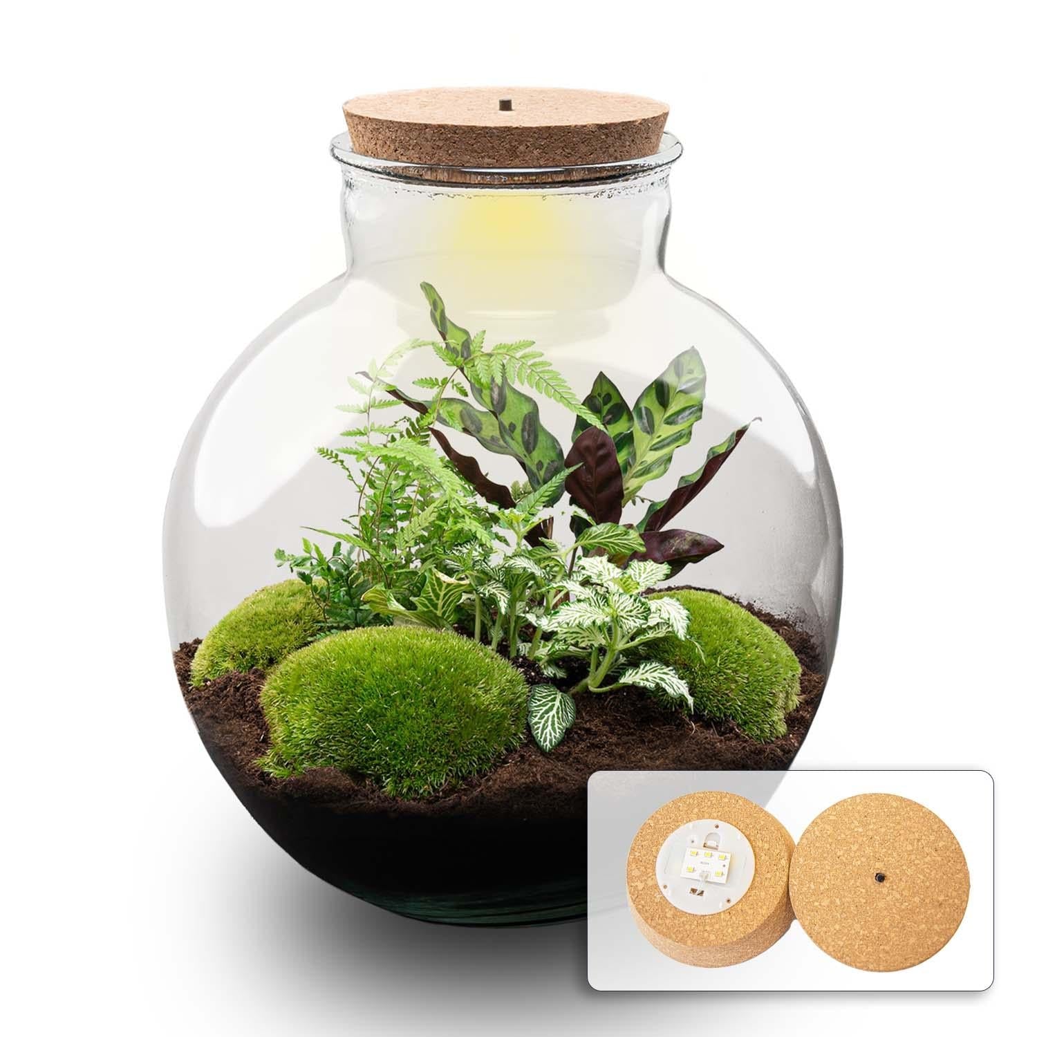 Flaschengarten Bolder Bob – Ø31cm – ↕30cm – DIY Terrarium mit Korkdeckel & Pflanzen – Selbstversorgendes Mini – Ökosystem ohne Werkzeug – Plant