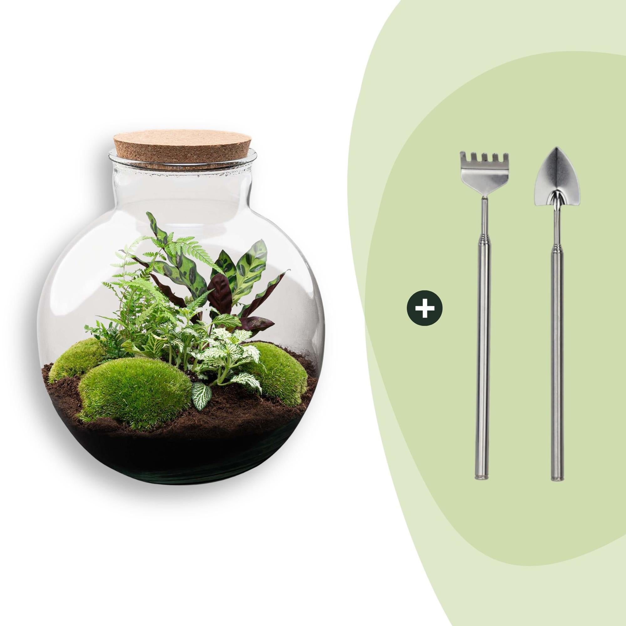 Flaschengarten Bolder Bob – Ø31cm – ↕30cm – DIY Terrarium mit Korkdeckel & Pflanzen – Selbstversorgendes Mini – Ökosystem ohne Werkzeug – Plant
