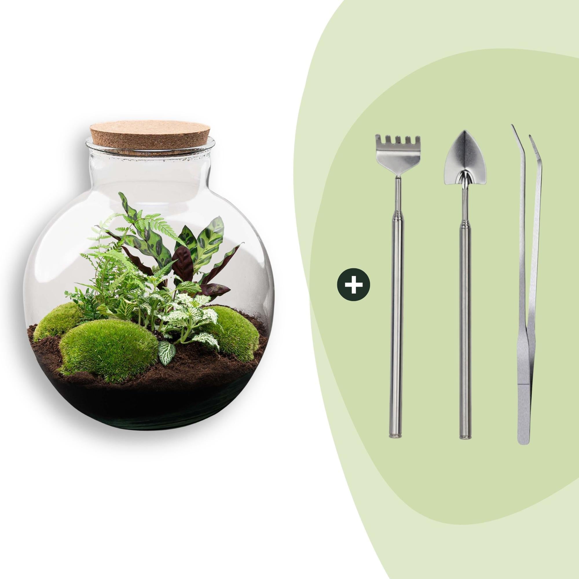 Flaschengarten Bolder Bob – Ø31cm – ↕30cm – DIY Terrarium mit Korkdeckel & Pflanzen – Selbstversorgendes Mini – Ökosystem ohne Werkzeug – Plant