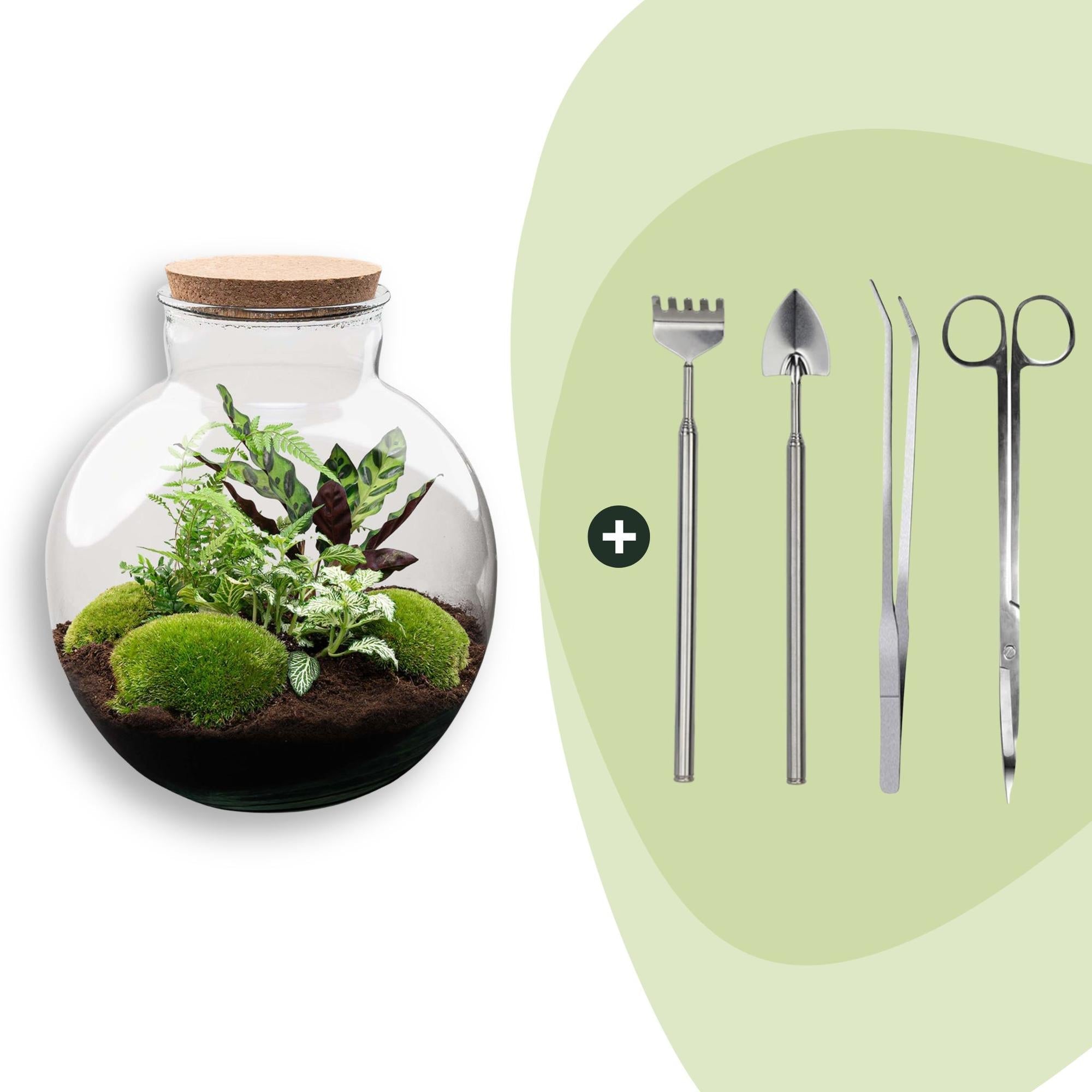 Flaschengarten Bolder Bob – Ø31cm – ↕30cm – DIY Terrarium mit Korkdeckel & Pflanzen – Selbstversorgendes Mini – Ökosystem ohne Werkzeug – Plant