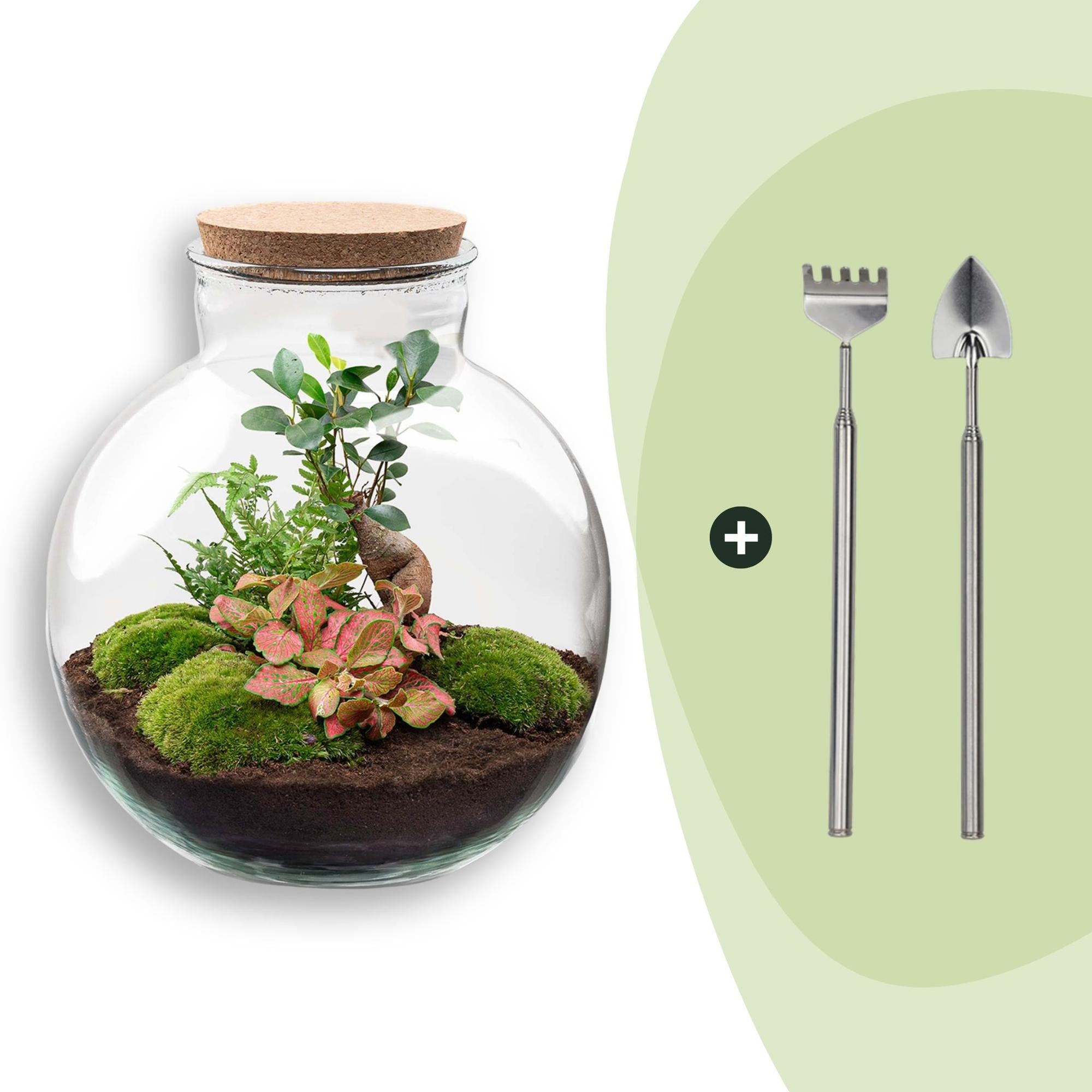 Flaschengarten DIY Bausatz – Terrarium Set Bolder Bob Bonsai – Ø31cm x H30cm – Mit Ficus Ginseng, Fittonia & Moos – Selbstversorgendes Pflanzen – Plant