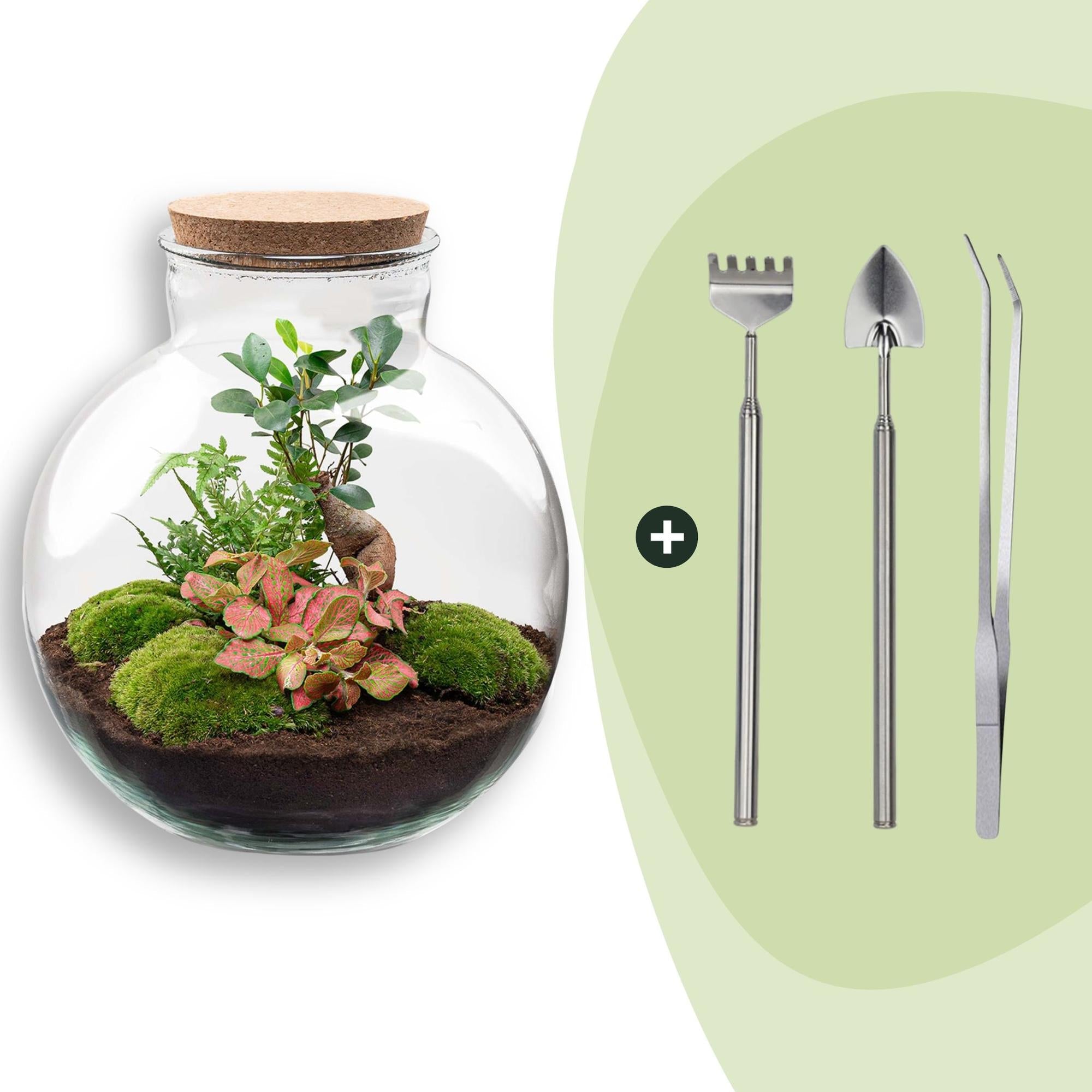 Flaschengarten DIY Bausatz – Terrarium Set Bolder Bob Bonsai – Ø31cm x H30cm – Mit Ficus Ginseng, Fittonia & Moos – Selbstversorgendes Pflanzen – Plant