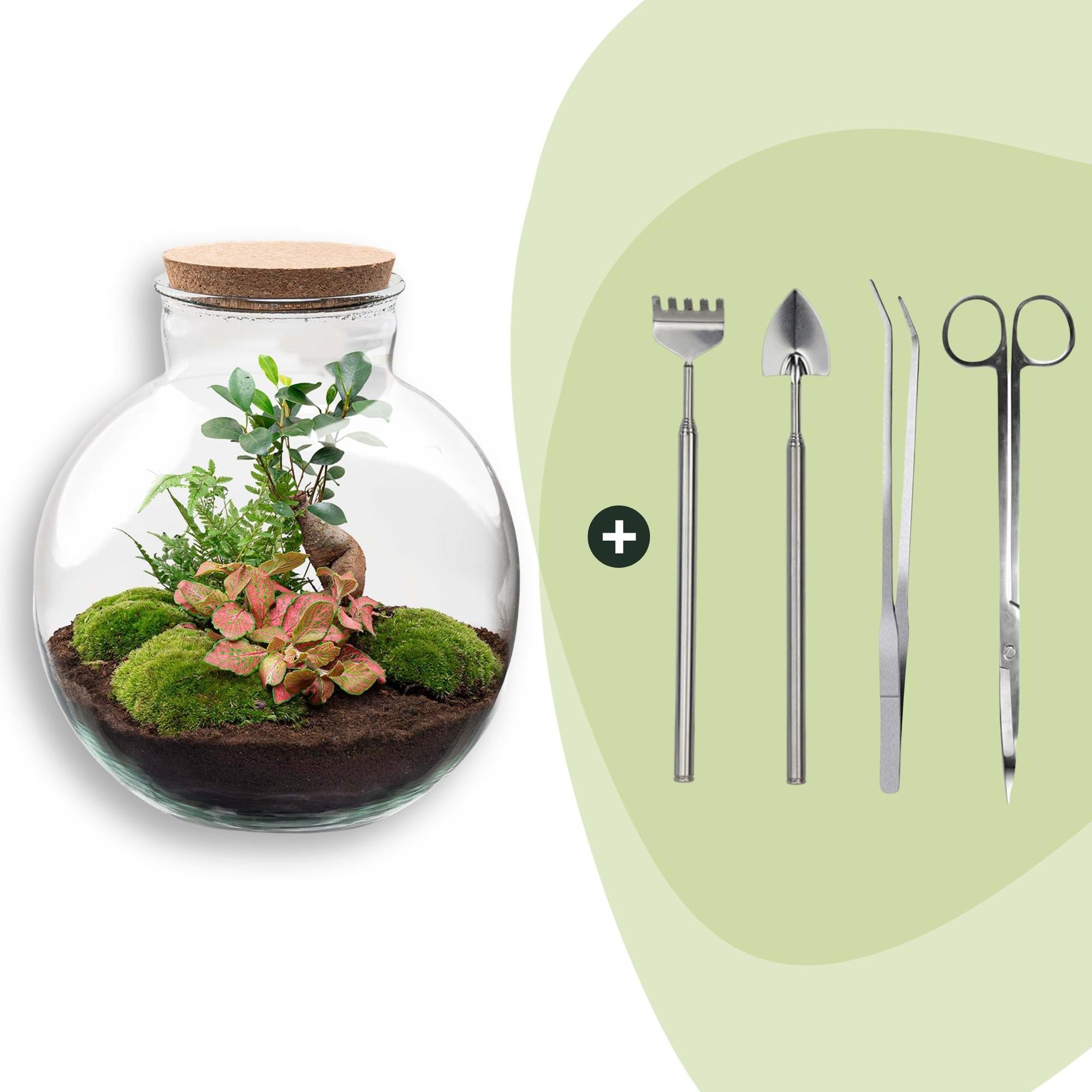 Flaschengarten DIY Bausatz – Terrarium Set Bolder Bob Bonsai – Ø31cm x H30cm – Mit Ficus Ginseng, Fittonia & Moos – Selbstversorgendes Pflanzen – Plant