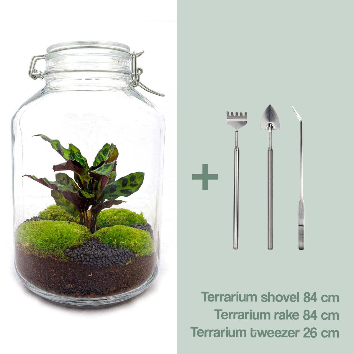 Flaschengarten Calathea – DIY Bausatz Terrarium – ↕28cm – Do – It – Yourself Pflanzen – Set im Glas mit Korkdeckel – Autarkes Mini – Ökosystem – Plant