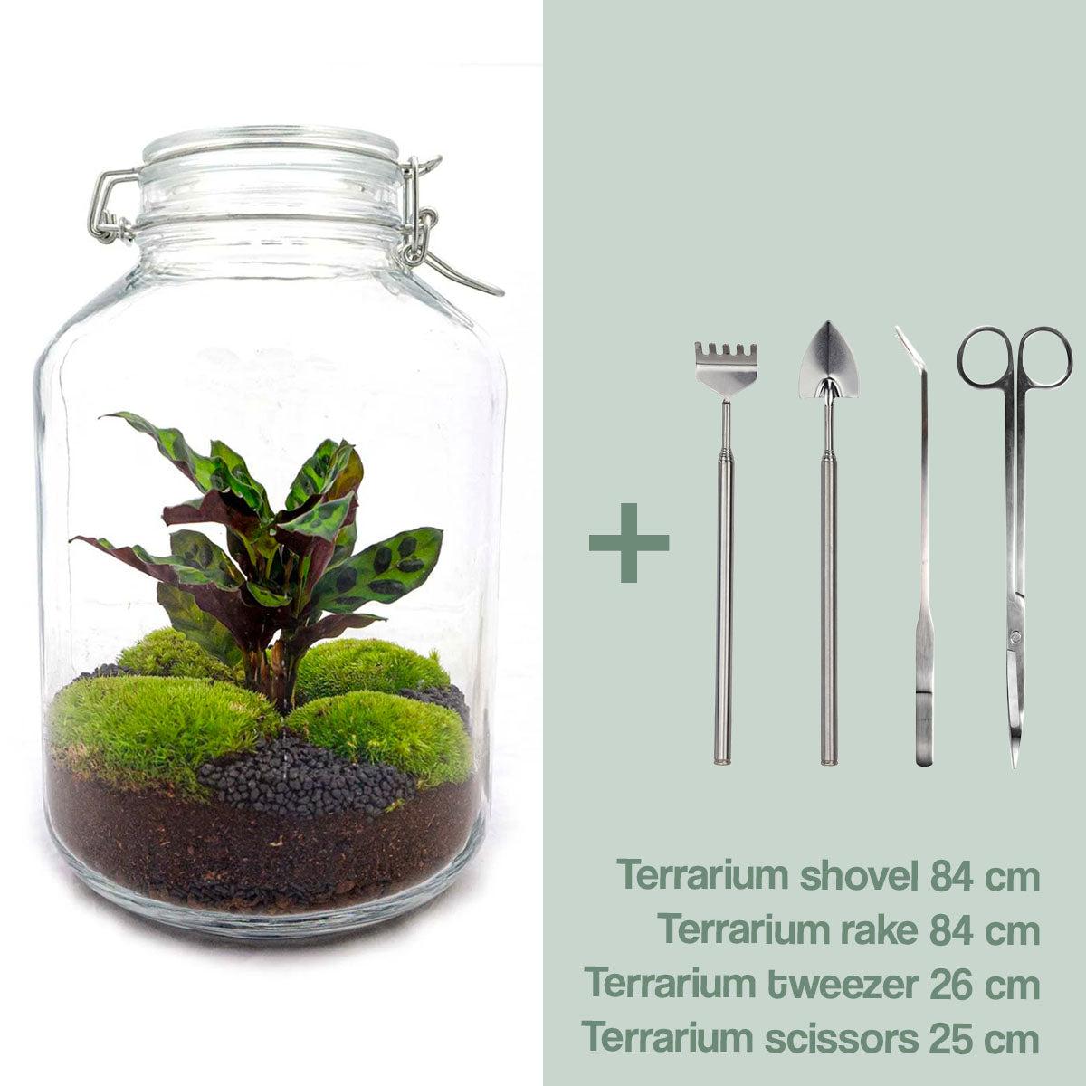 Flaschengarten Calathea – DIY Bausatz Terrarium – ↕28cm – Do – It – Yourself Pflanzen – Set im Glas mit Korkdeckel – Autarkes Mini – Ökosystem – Plant