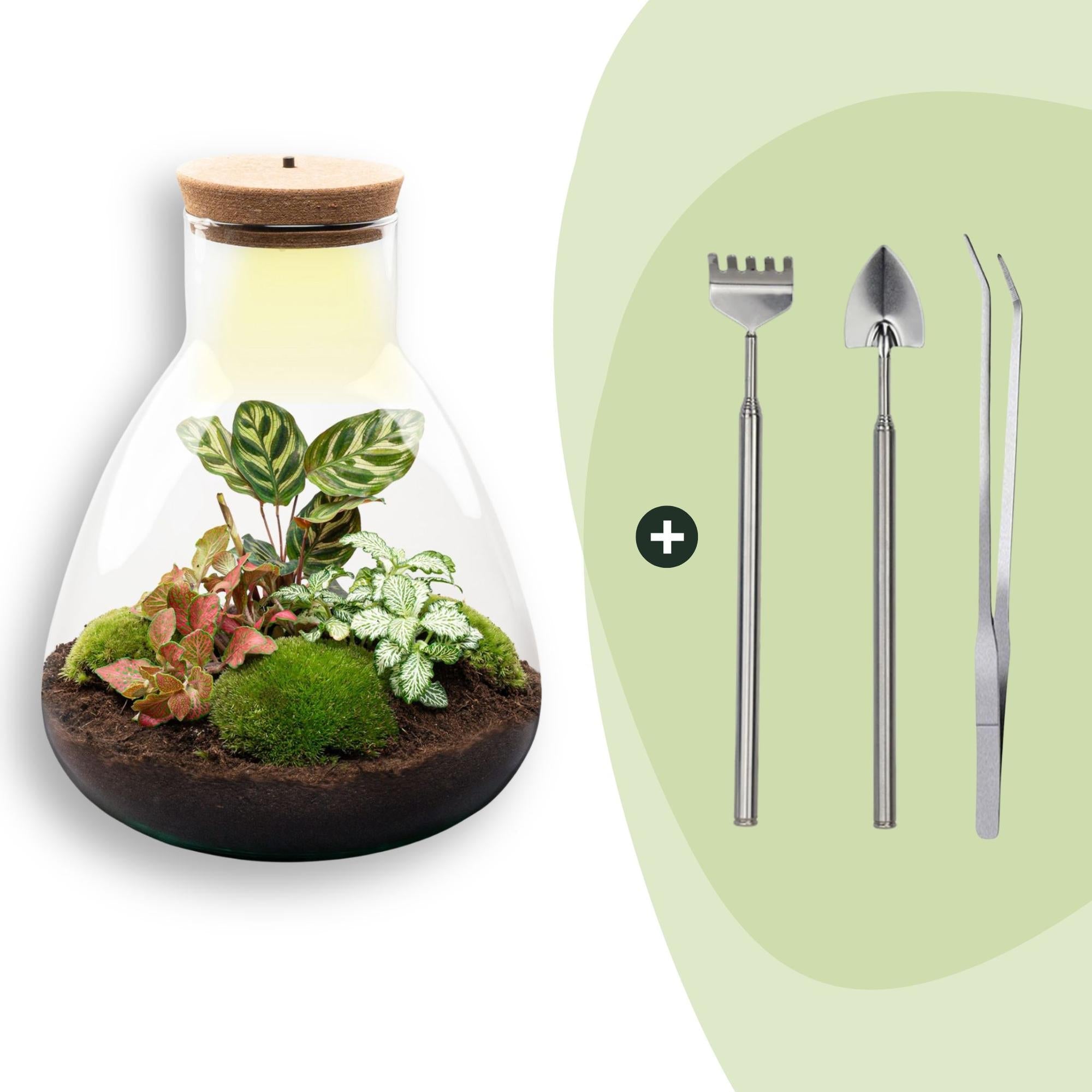 Flaschengarten Sam Calathea mit LED – DIY Bausatz Terrarium – ↕30cm – Do It Yourself Pflanzen – Set – Autarkes Mini – Ökosystem – Plant
