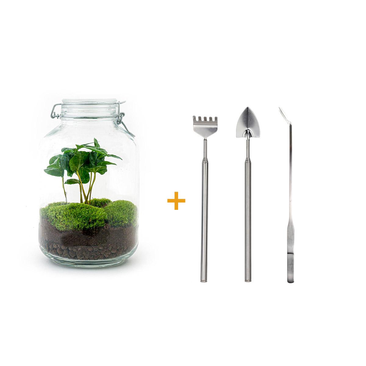Flaschengarten Coffea Arabica – DIY Bausatz Terrarium – ↕28cm – Do It Yourself Pflanzen – Set – Autarkes Mini – Für Wohnung & Büro – Plant