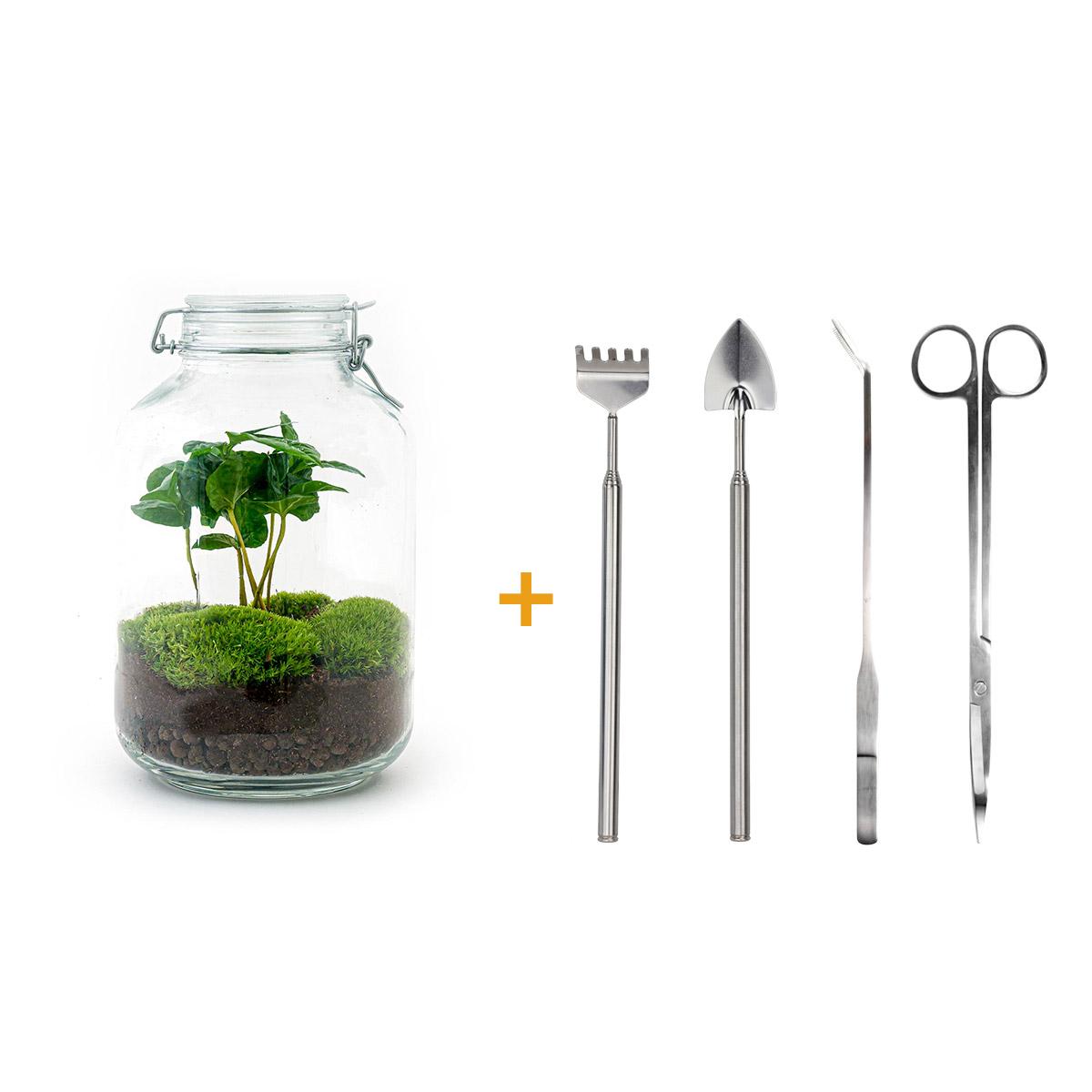 Flaschengarten Coffea Arabica – DIY Bausatz Terrarium – ↕28cm – Do It Yourself Pflanzen – Set – Autarkes Mini – Für Wohnung & Büro – Plant