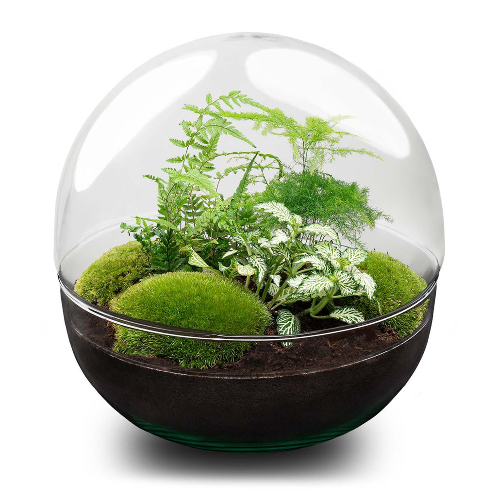 Flaschengarten DIY Bausatz Terrarium Kuppel XL Ø30cm – pflegeleichter Flaschengarten im Glas, Pflanzen Terrarium für Wohnzimmer & Büro – Plant
