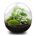 Flaschengarten DIY Bausatz Terrarium Kuppel XL Ø30cm – pflegeleichter Flaschengarten im Glas, Pflanzen Terrarium für Wohnzimmer & Büro – Plant