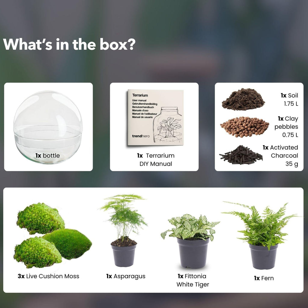Flaschengarten DIY Bausatz Terrarium Kuppel XL Ø30cm – pflegeleichter Flaschengarten im Glas, Pflanzen Terrarium für Wohnzimmer & Büro – Plant
