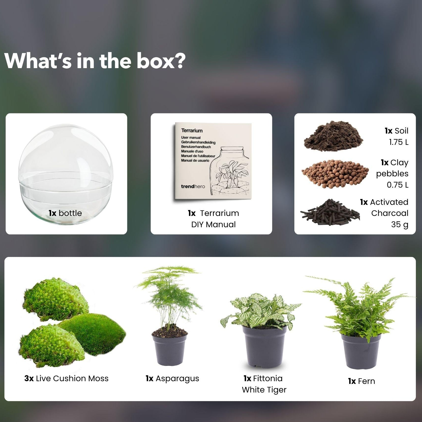 Flaschengarten DIY Bausatz Terrarium Kuppel XL Ø30cm – pflegeleichter Flaschengarten im Glas, Pflanzen Terrarium für Wohnzimmer & Büro – Plant