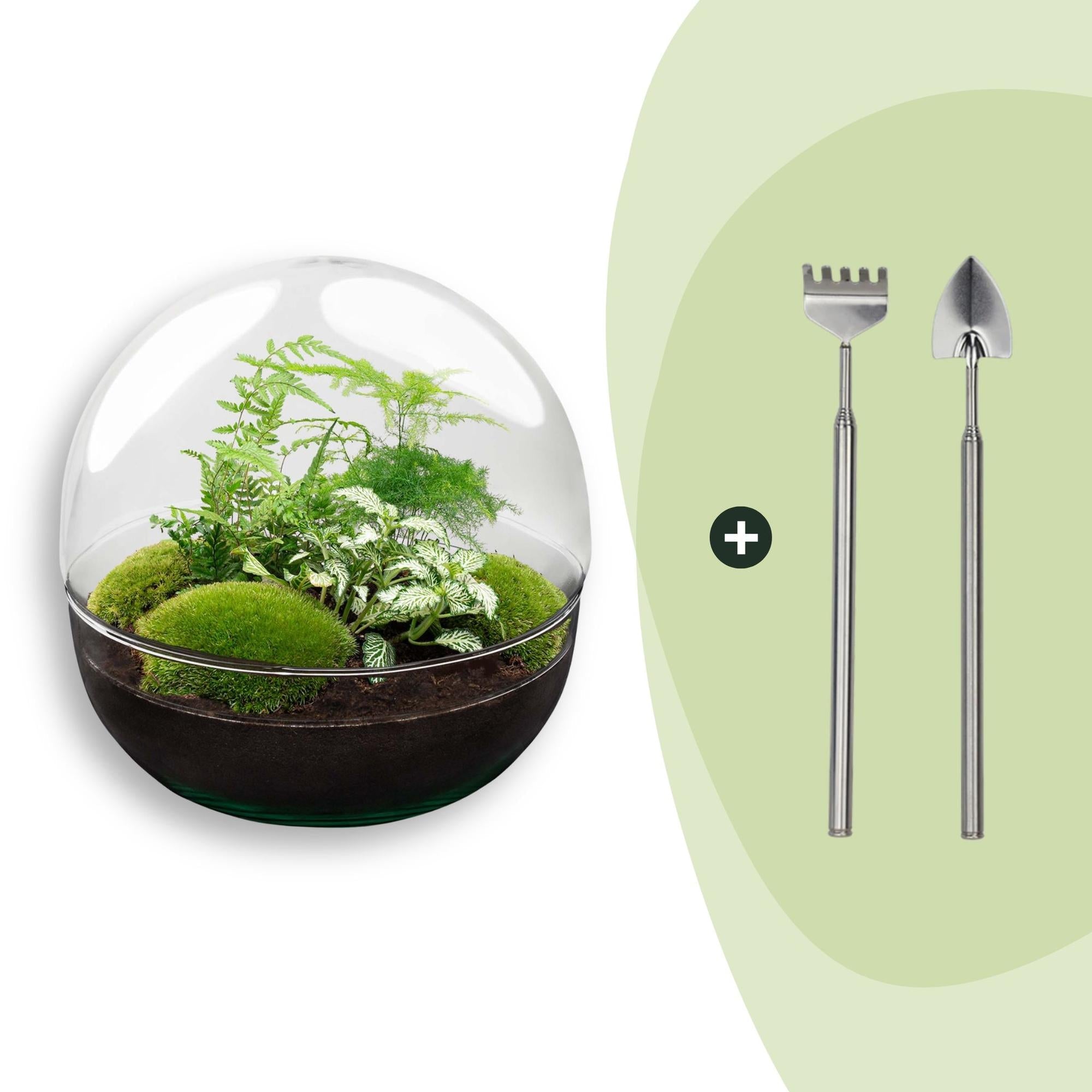 Flaschengarten DIY Bausatz Terrarium Kuppel XL Ø30cm – pflegeleichter Flaschengarten im Glas, Pflanzen Terrarium für Wohnzimmer & Büro – Plant
