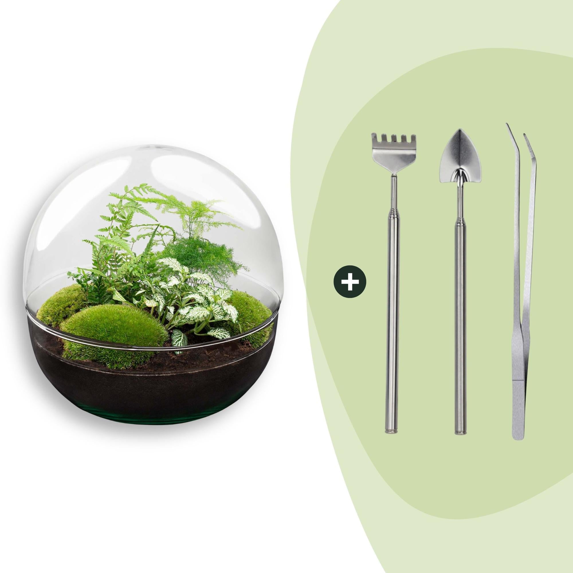 Flaschengarten DIY Bausatz Terrarium Kuppel XL Ø30cm – pflegeleichter Flaschengarten im Glas, Pflanzen Terrarium für Wohnzimmer & Büro – Plant