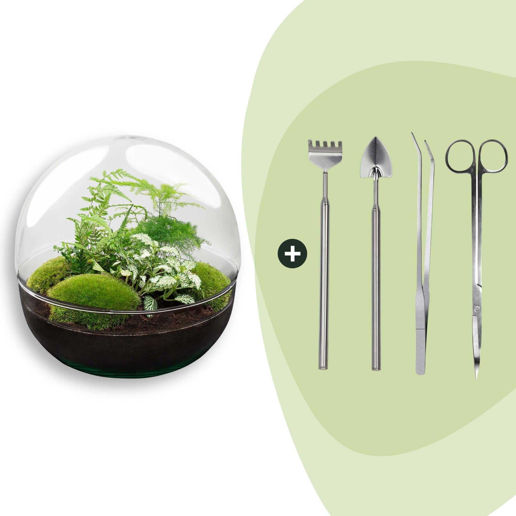 Flaschengarten DIY Bausatz Terrarium Kuppel XL Ø30cm – pflegeleichter Flaschengarten im Glas, Pflanzen Terrarium für Wohnzimmer & Büro – Plant