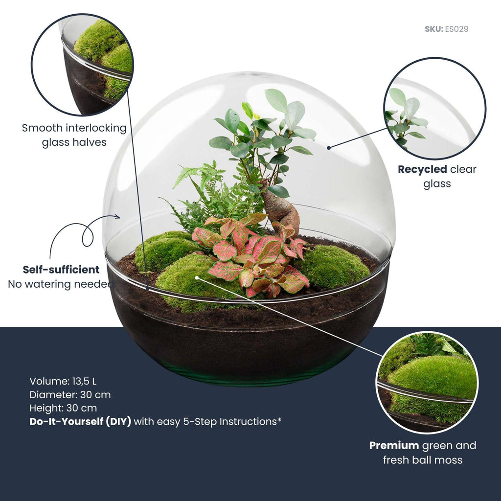 Flaschengarten DIY Bausatz Dome XL – Terrarium Ø30cm x H30cm – Selbstbewässerndes Pflanzterrarium mit Ficus Ginseng Bonsai & Fittonia – Do – It – Plant