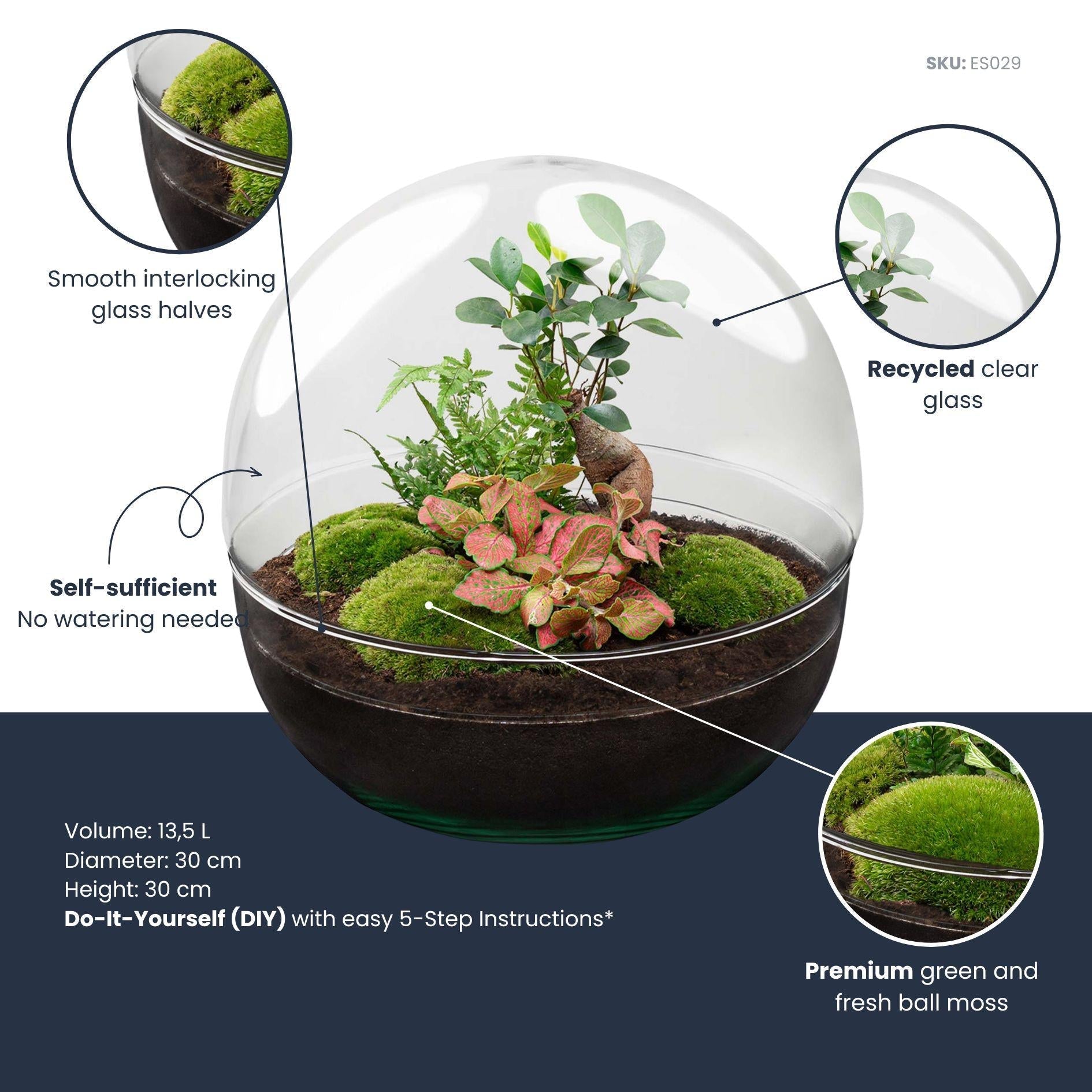 Flaschengarten DIY Bausatz Dome XL – Terrarium Ø30cm x H30cm – Selbstbewässerndes Pflanzterrarium mit Ficus Ginseng Bonsai & Fittonia – Do – It – Plant