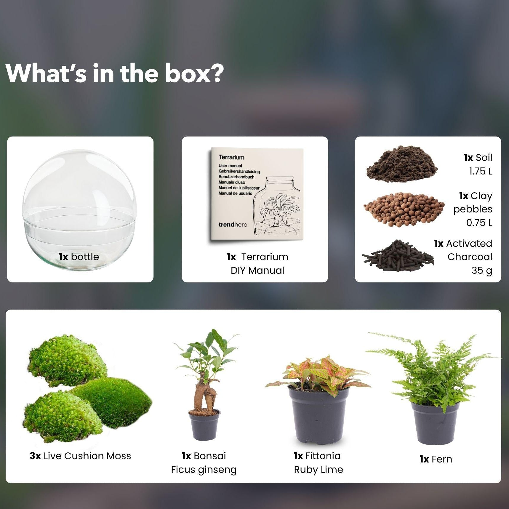 Flaschengarten DIY Bausatz Dome XL – Terrarium Ø30cm x H30cm – Selbstbewässerndes Pflanzterrarium mit Ficus Ginseng Bonsai & Fittonia – Do – It – Plant
