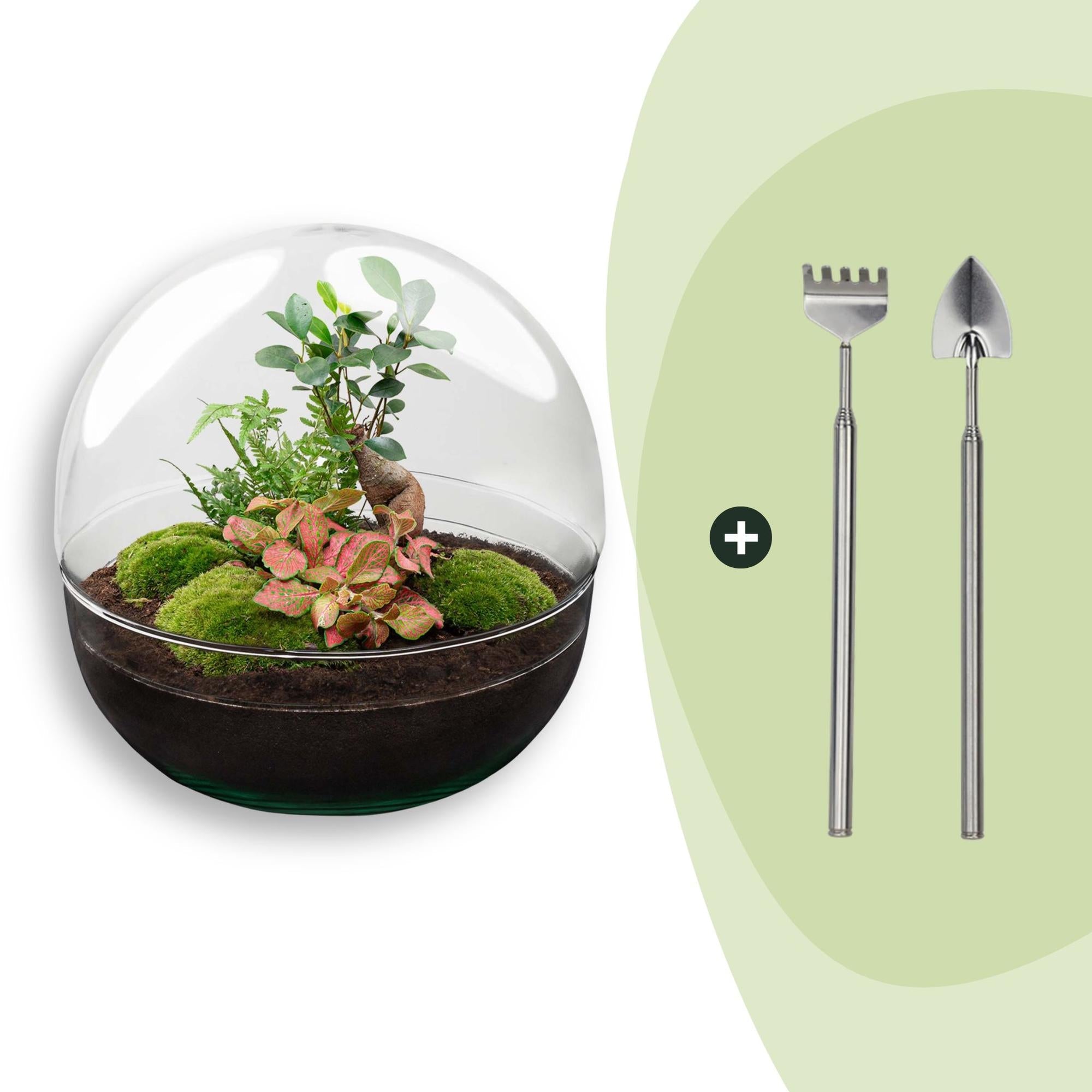 Flaschengarten DIY Bausatz Dome XL – Terrarium Ø30cm x H30cm – Selbstbewässerndes Pflanzterrarium mit Ficus Ginseng Bonsai & Fittonia – Do – It – Plant