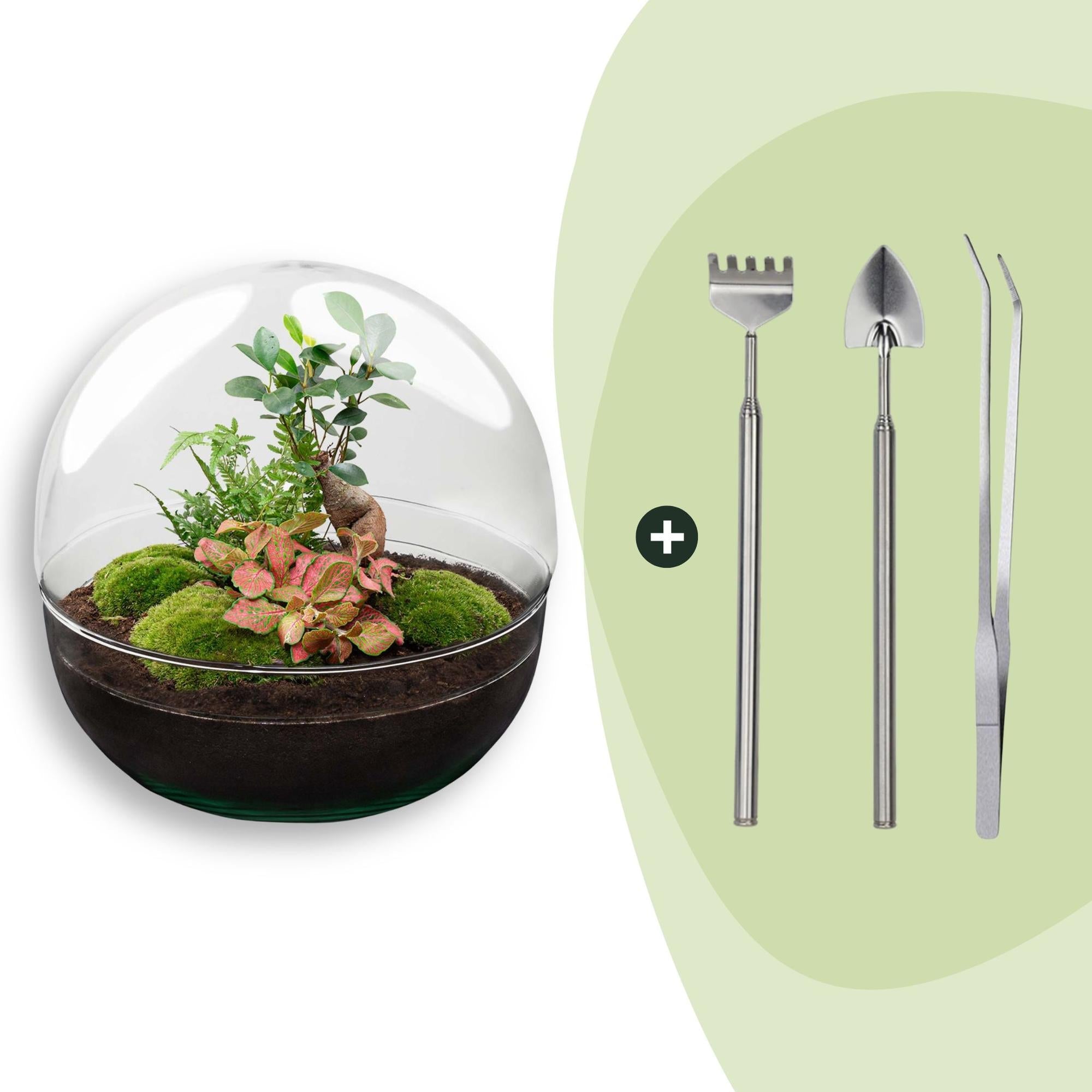 Flaschengarten DIY Bausatz Dome XL – Terrarium Ø30cm x H30cm – Selbstbewässerndes Pflanzterrarium mit Ficus Ginseng Bonsai & Fittonia – Do – It – Plant