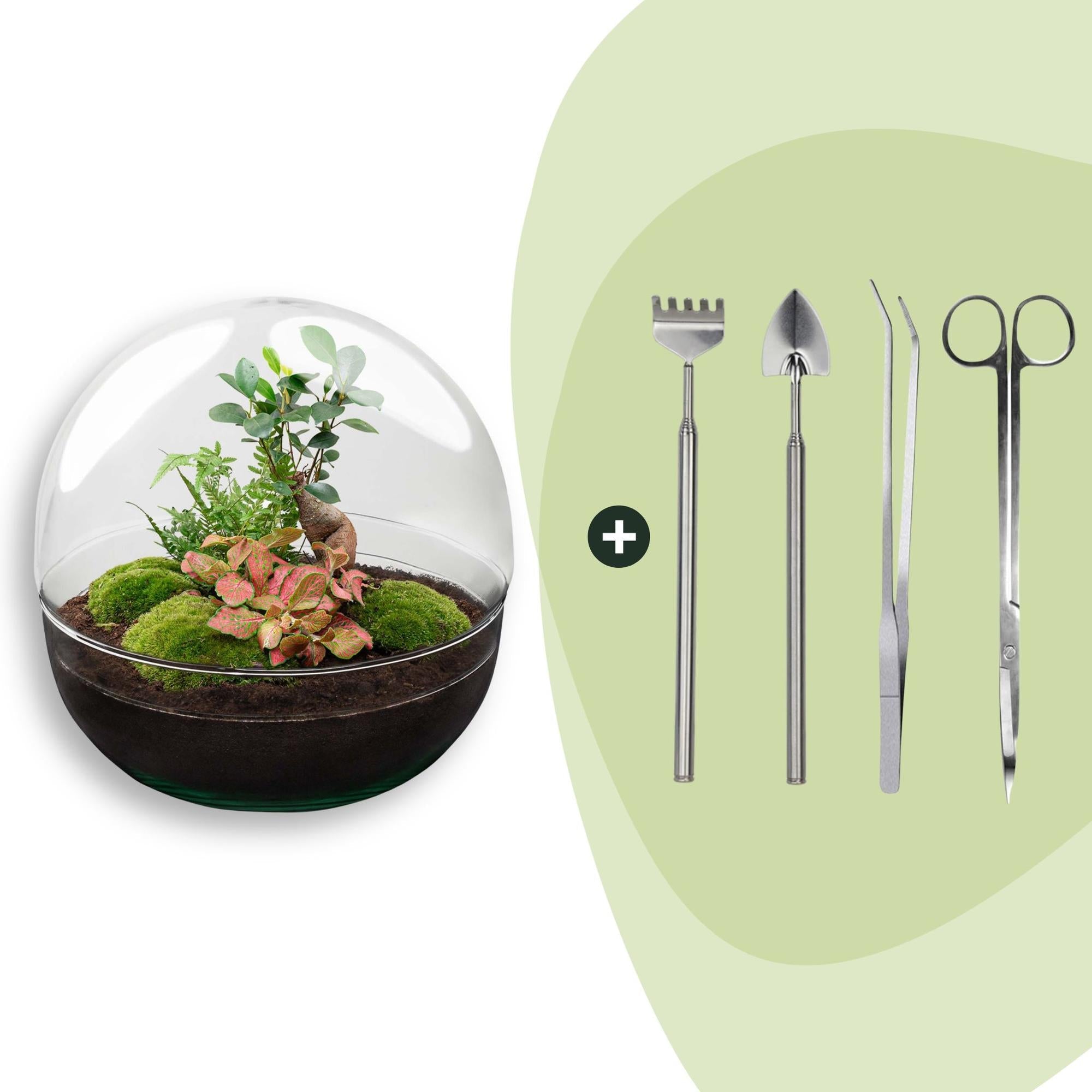 Flaschengarten DIY Bausatz Dome XL – Terrarium Ø30cm x H30cm – Selbstbewässerndes Pflanzterrarium mit Ficus Ginseng Bonsai & Fittonia – Do – It – Plant