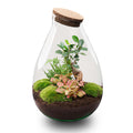 Flaschengarten DIY Bausatz - Terrarium – Drop XL – ↕ 37 cm – Plant