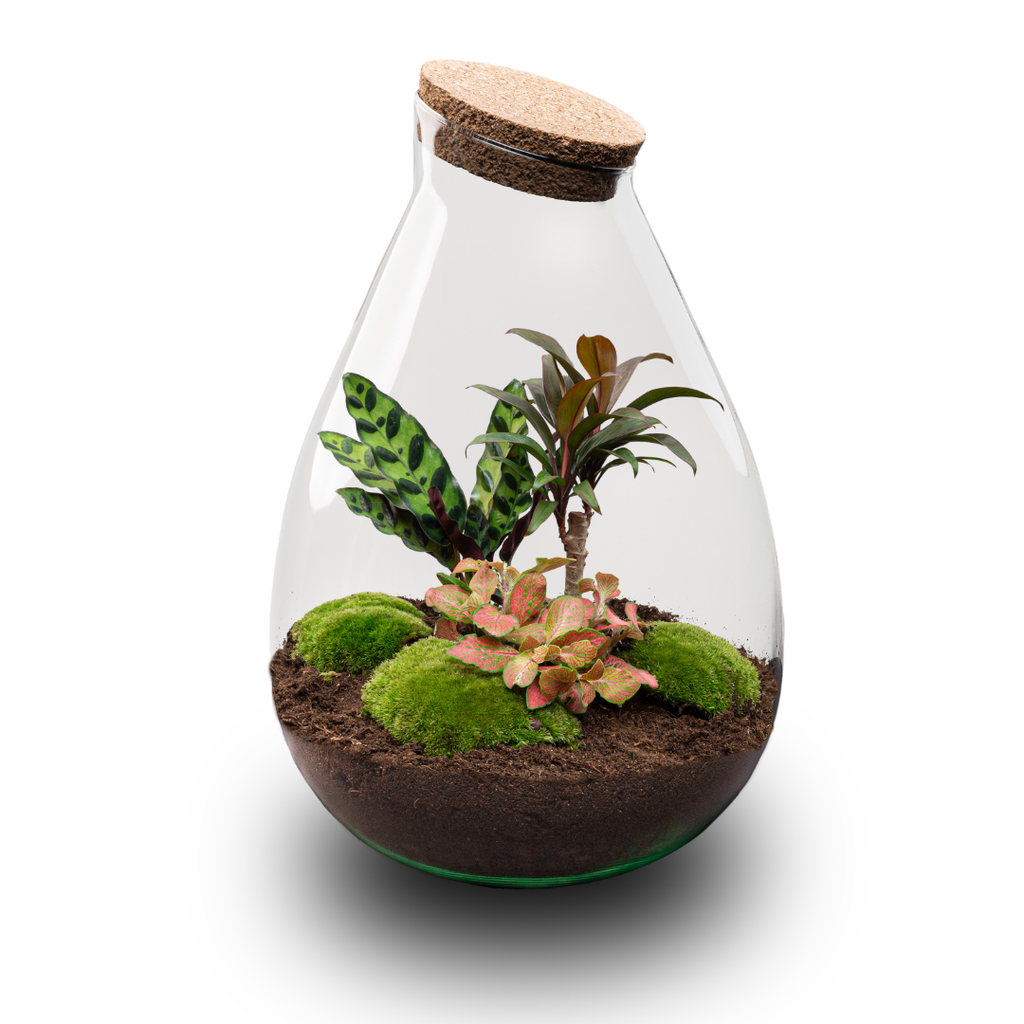 Flaschengarten Drop XL – Do – it – yourself Terrarium mit Korkdeckel – Ø29cm x H37cm – DIY – Pflanzset mit Coffea Arabica, Calathea & Fittonia – Plant