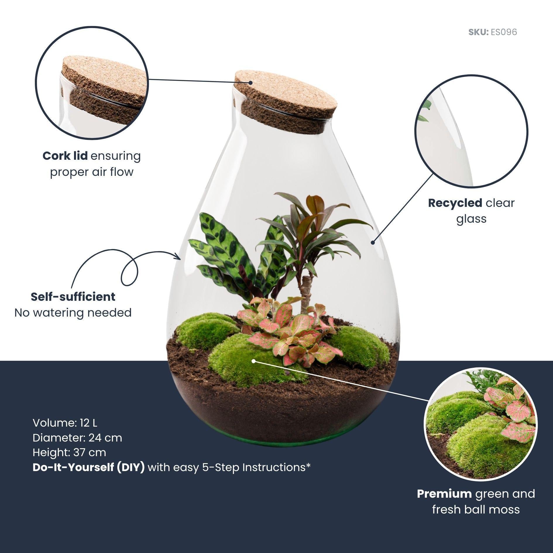 Flaschengarten Drop XL – Do – it – yourself Terrarium mit Korkdeckel – Ø29cm x H37cm – DIY – Pflanzset mit Coffea Arabica, Calathea & Fittonia – Plant