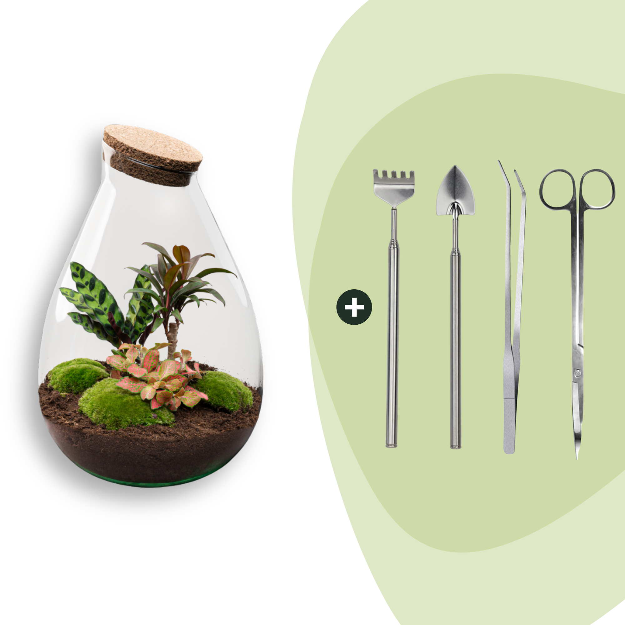 Flaschengarten Drop XL – Do – it – yourself Terrarium mit Korkdeckel – Ø29cm x H37cm – DIY – Pflanzset mit Coffea Arabica, Calathea & Fittonia – Plant