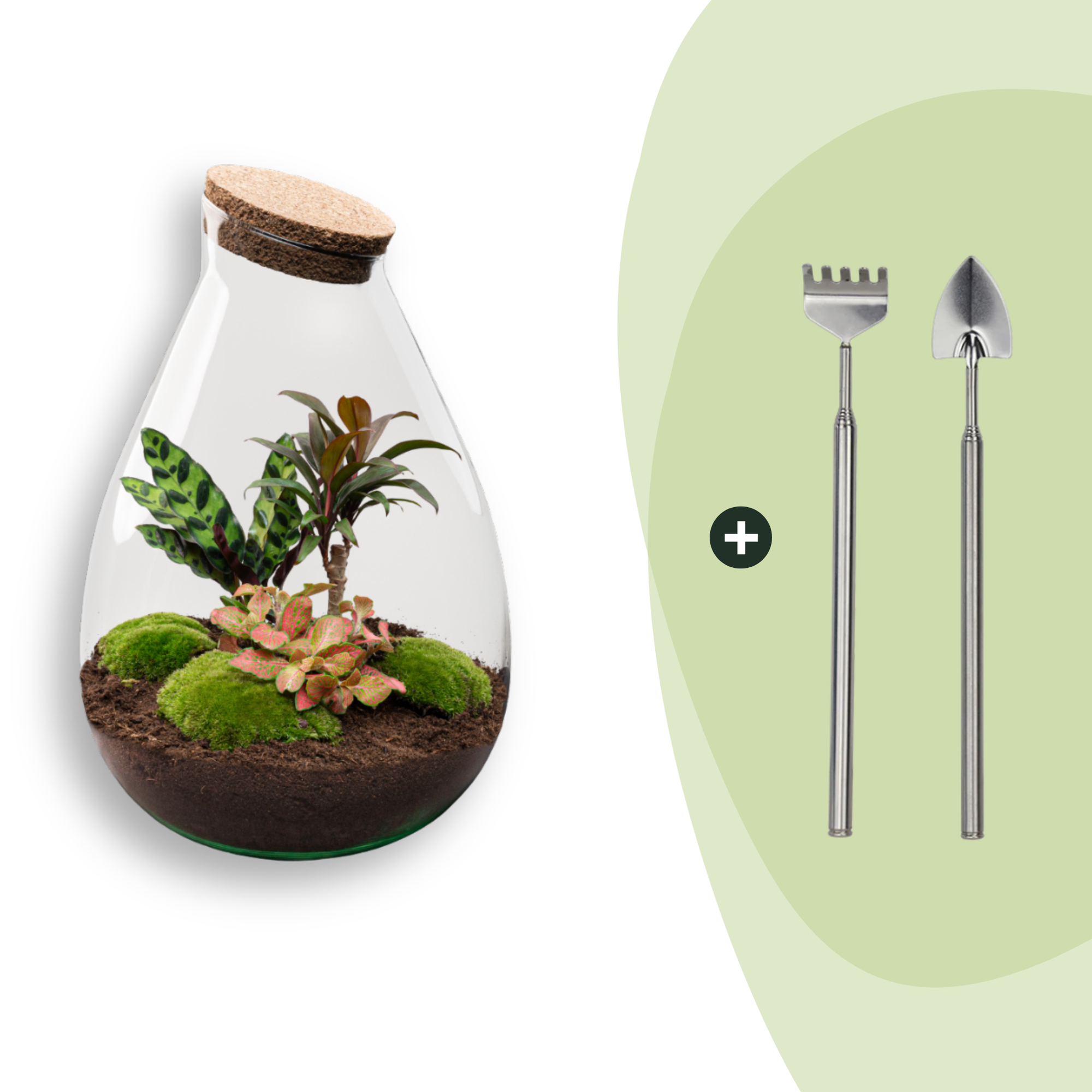 Flaschengarten Drop XL – Do – it – yourself Terrarium mit Korkdeckel – Ø29cm x H37cm – DIY – Pflanzset mit Coffea Arabica, Calathea & Fittonia – Plant