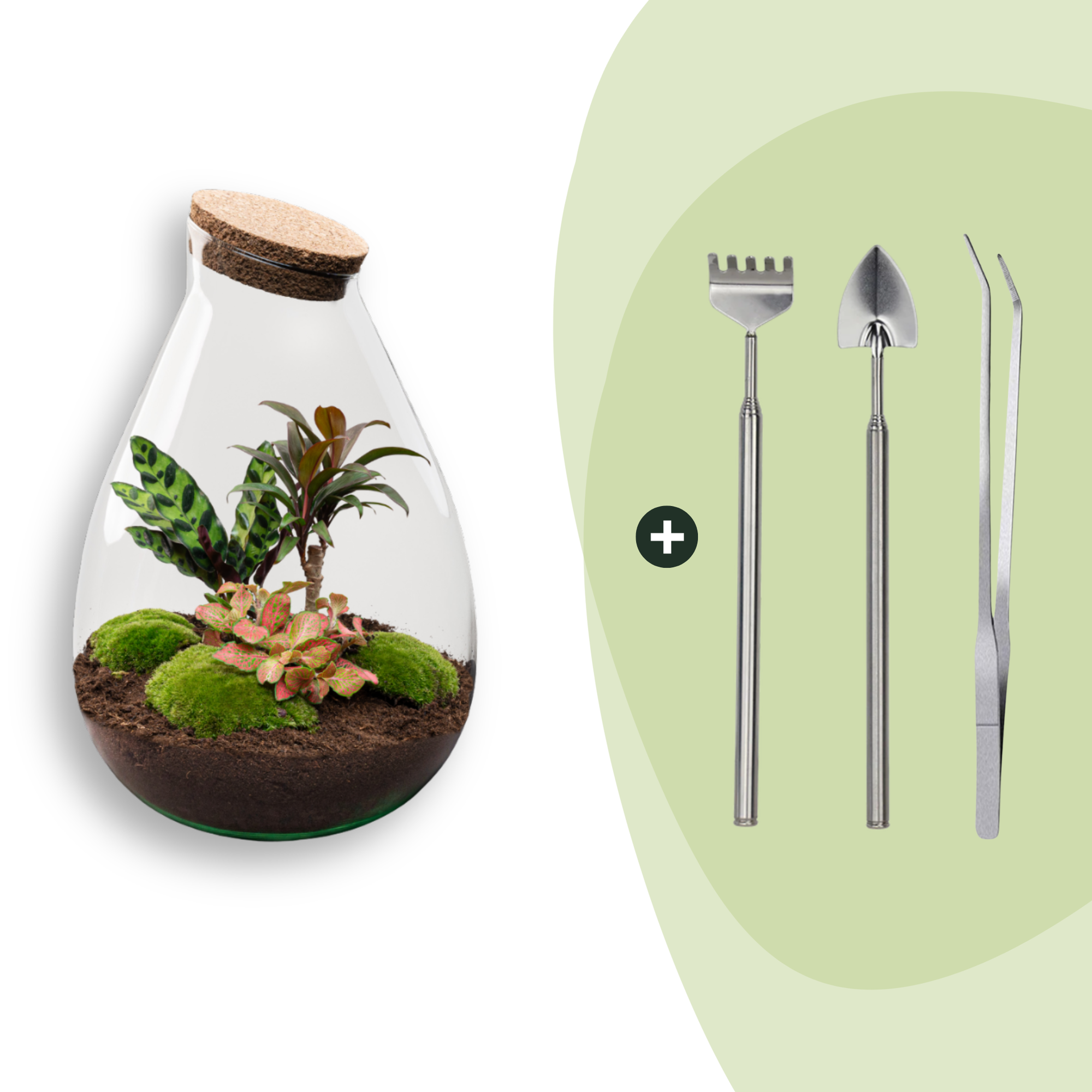 Flaschengarten Drop XL – Do – it – yourself Terrarium mit Korkdeckel – Ø29cm x H37cm – DIY – Pflanzset mit Coffea Arabica, Calathea & Fittonia – Plant