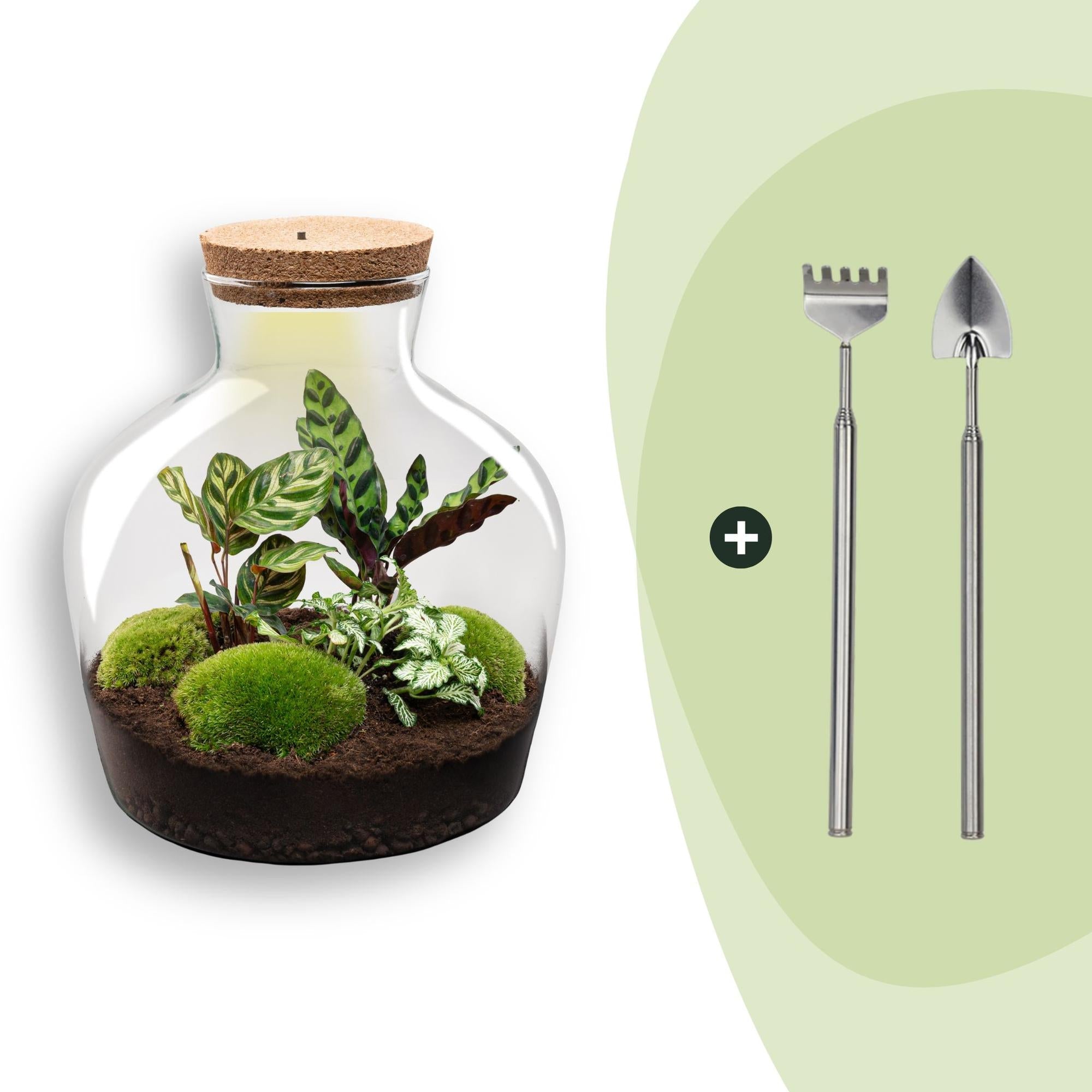 Flaschengarten DIY Bausatz Fat Joe – Terrarium Set mit Pflanzen, Moos & Zubehör – Ø29cm ↕30cm – Selbstversorgendes Pflanzterrarium mit 5 – Schritte – Plant