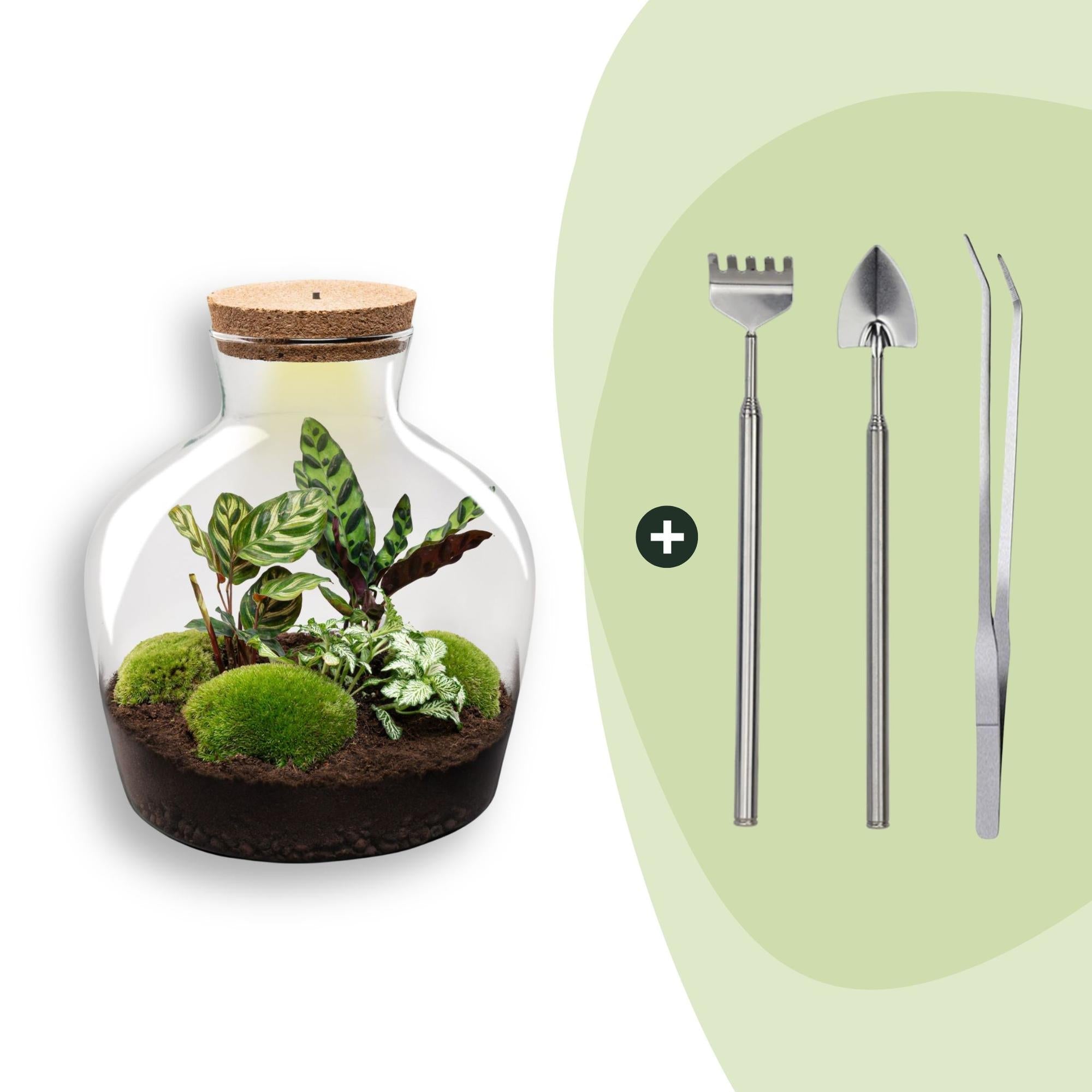 Flaschengarten DIY Bausatz Fat Joe – Terrarium Set mit Pflanzen, Moos & Zubehör – Ø29cm ↕30cm – Selbstversorgendes Pflanzterrarium mit 5 – Schritte – Plant