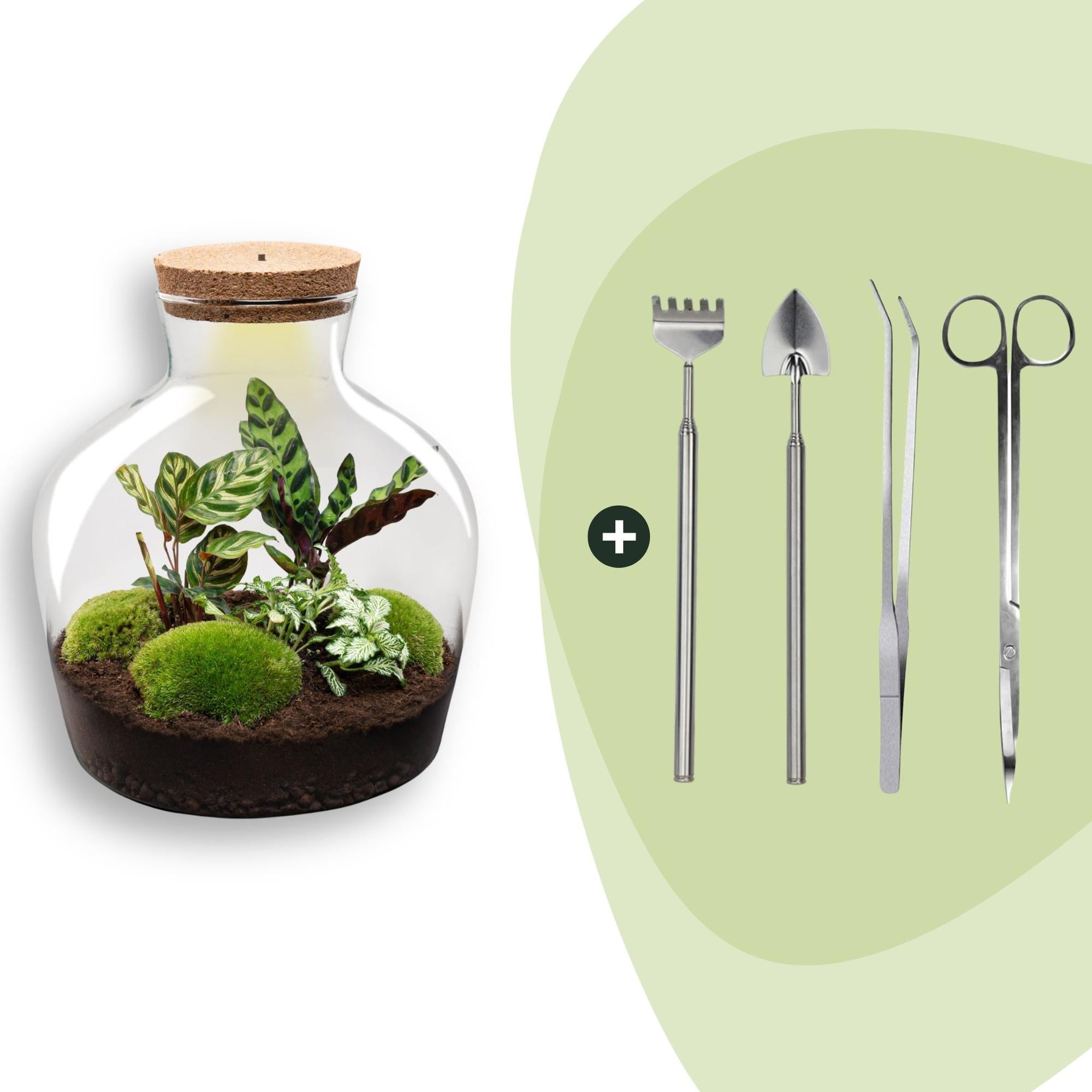 Flaschengarten DIY Bausatz Fat Joe – Terrarium Set mit Pflanzen, Moos & Zubehör – Ø29cm ↕30cm – Selbstversorgendes Pflanzterrarium mit 5 – Schritte – Plant