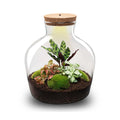 Flaschengarten DIY Bausatz – Terrarium Fat Joe Rot – Ø29cm x ↕30cm – Selbstversorgendes Pflanzterrarium mit Moosen & Zimmerpflanzen – Plant