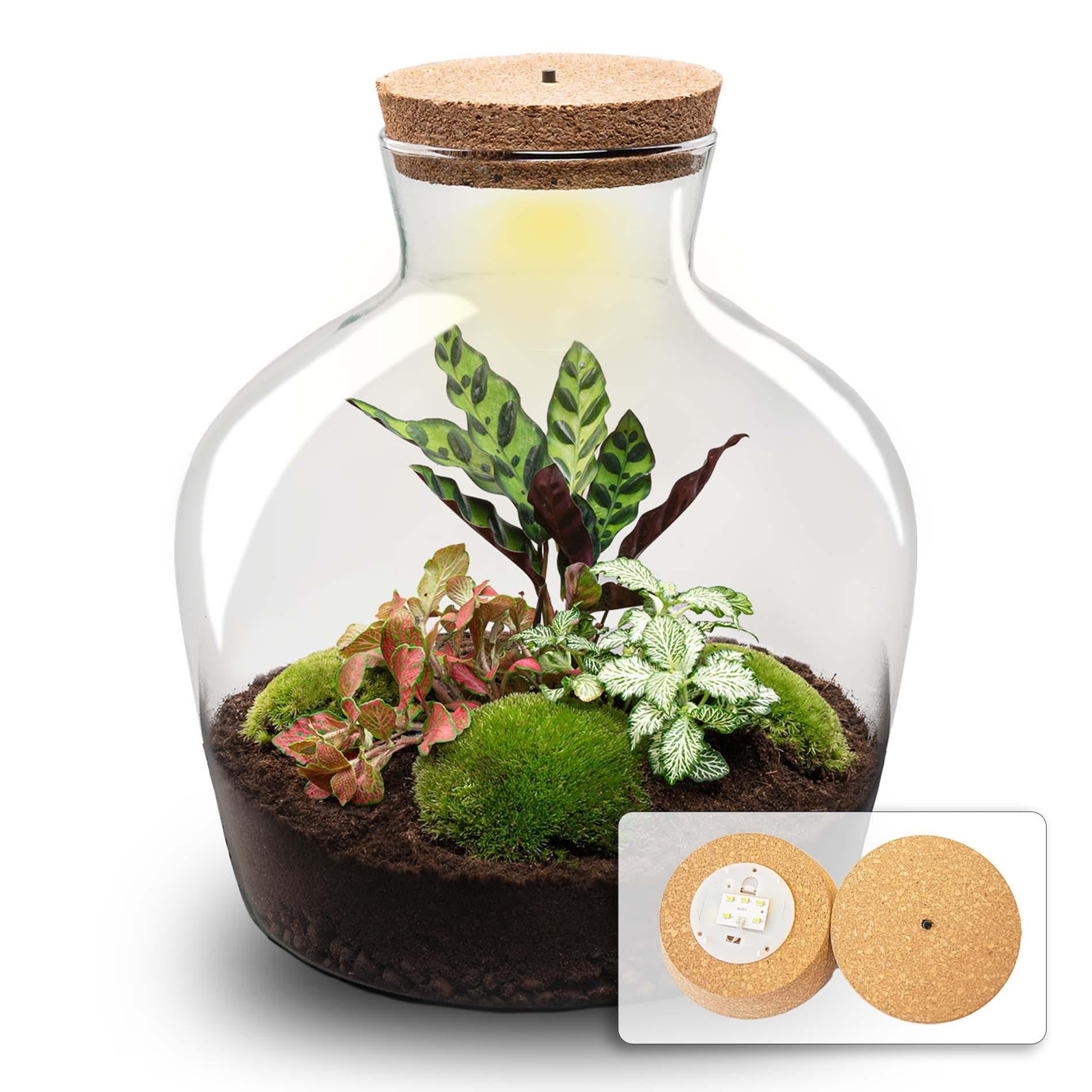 Flaschengarten DIY Bausatz – Terrarium Fat Joe Rot – Ø29cm x ↕30cm – Selbstversorgendes Pflanzterrarium mit Moosen & Zimmerpflanzen – Plant