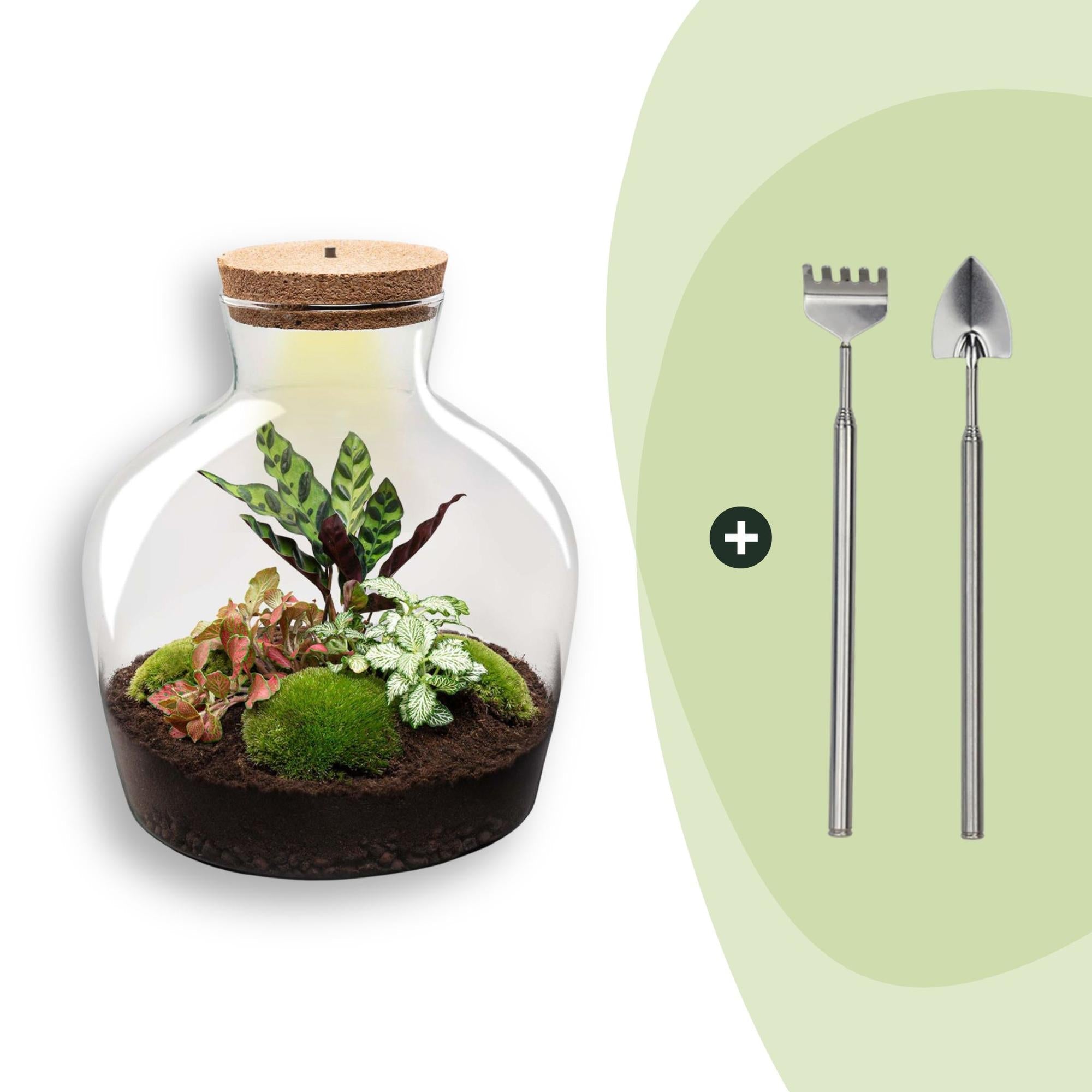 Flaschengarten DIY Bausatz – Terrarium Fat Joe Rot – Ø29cm x ↕30cm – Selbstversorgendes Pflanzterrarium mit Moosen & Zimmerpflanzen – Plant