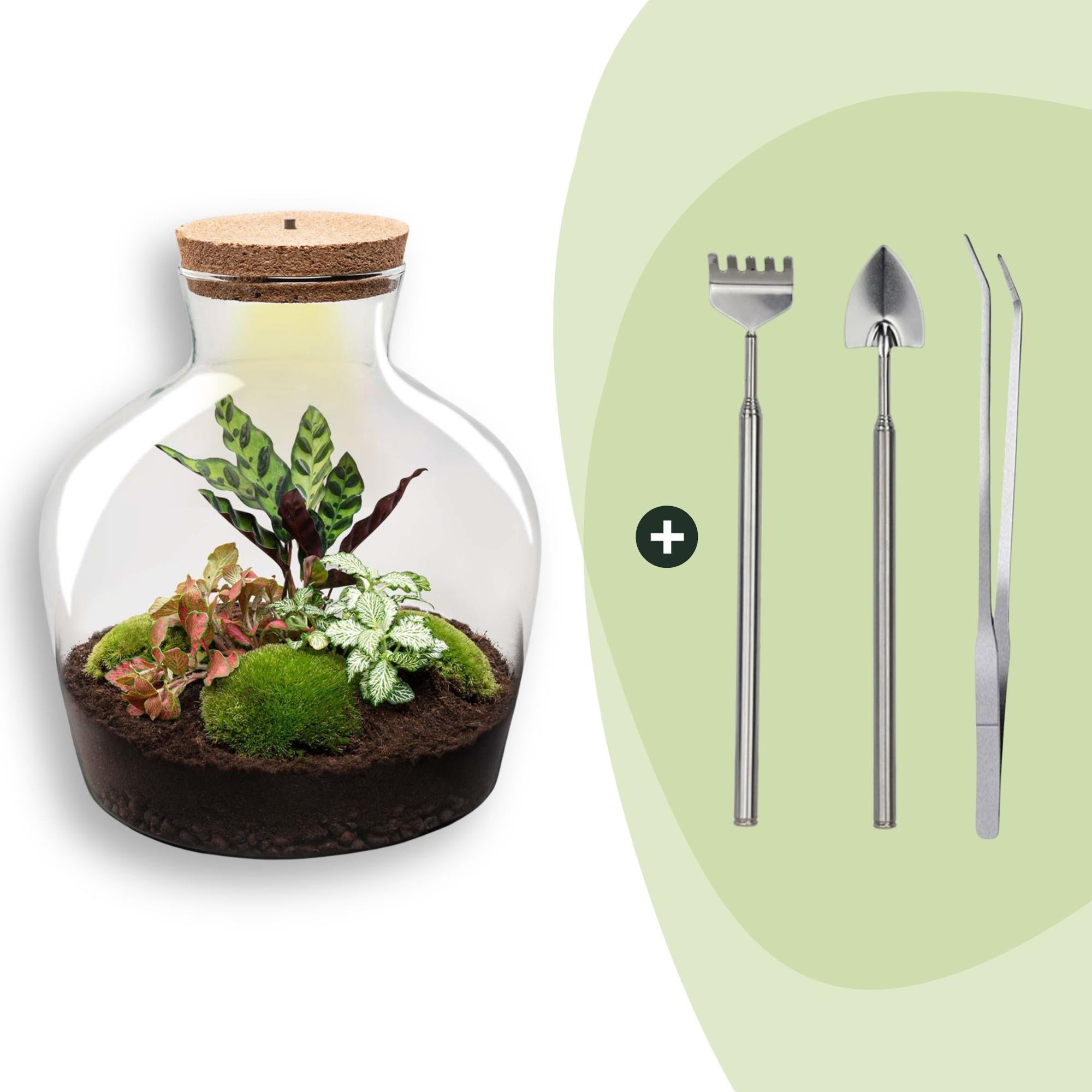 Flaschengarten DIY Bausatz – Terrarium Fat Joe Rot – Ø29cm x ↕30cm – Selbstversorgendes Pflanzterrarium mit Moosen & Zimmerpflanzen – Plant