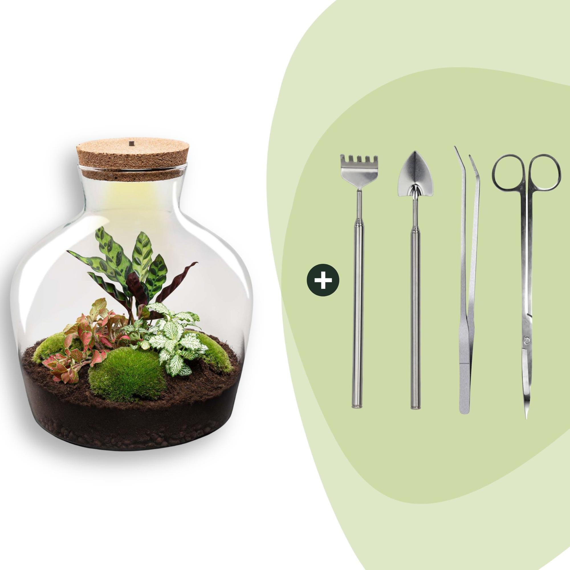 Flaschengarten DIY Bausatz – Terrarium Fat Joe Rot – Ø29cm x ↕30cm – Selbstversorgendes Pflanzterrarium mit Moosen & Zimmerpflanzen – Plant