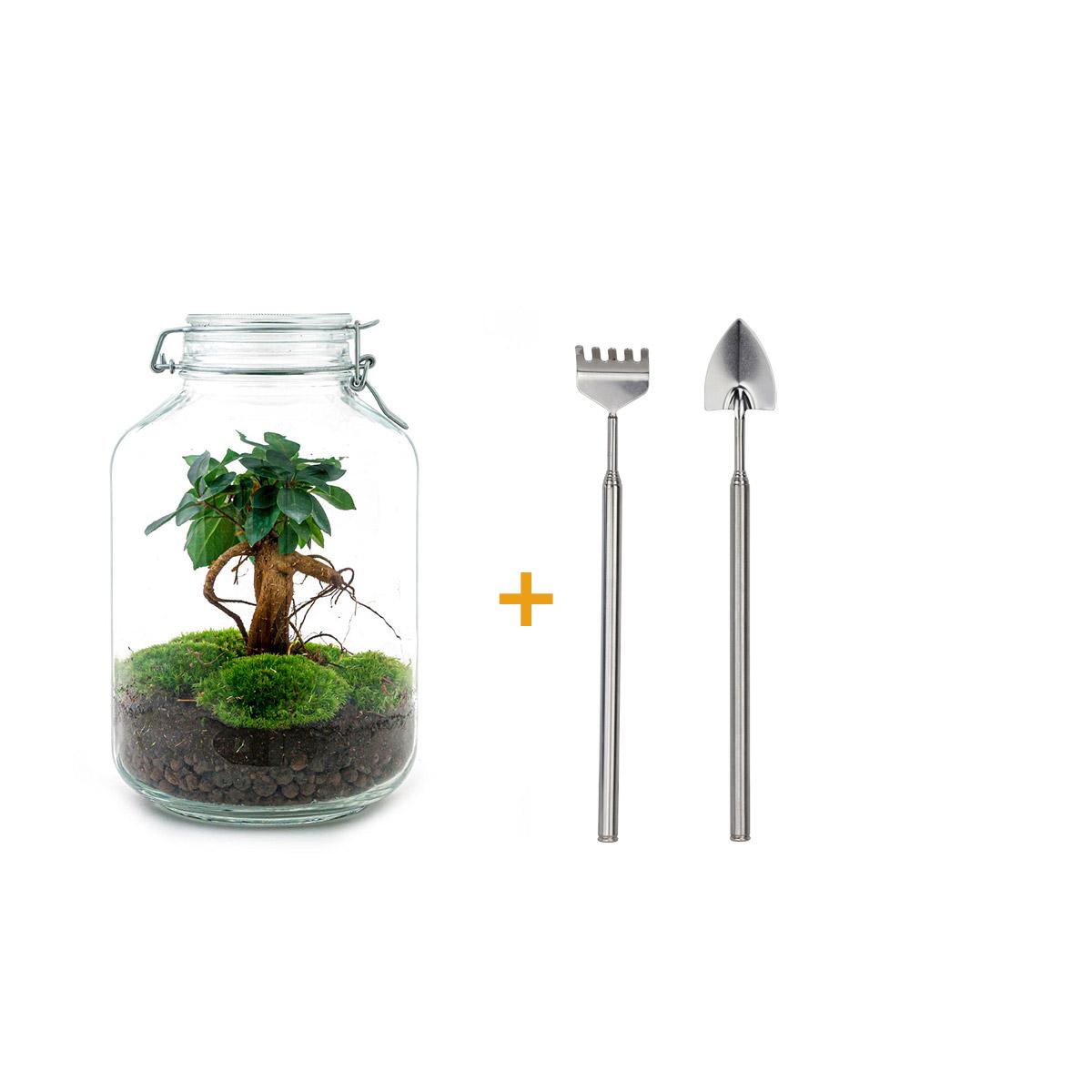 Flaschengarten DIY Bausatz Ficus Ginseng Bonsai – Terrarium Ø18cm H28cm – Selbstbewässerndes Mini – Ökosystem – Do – It – Plant