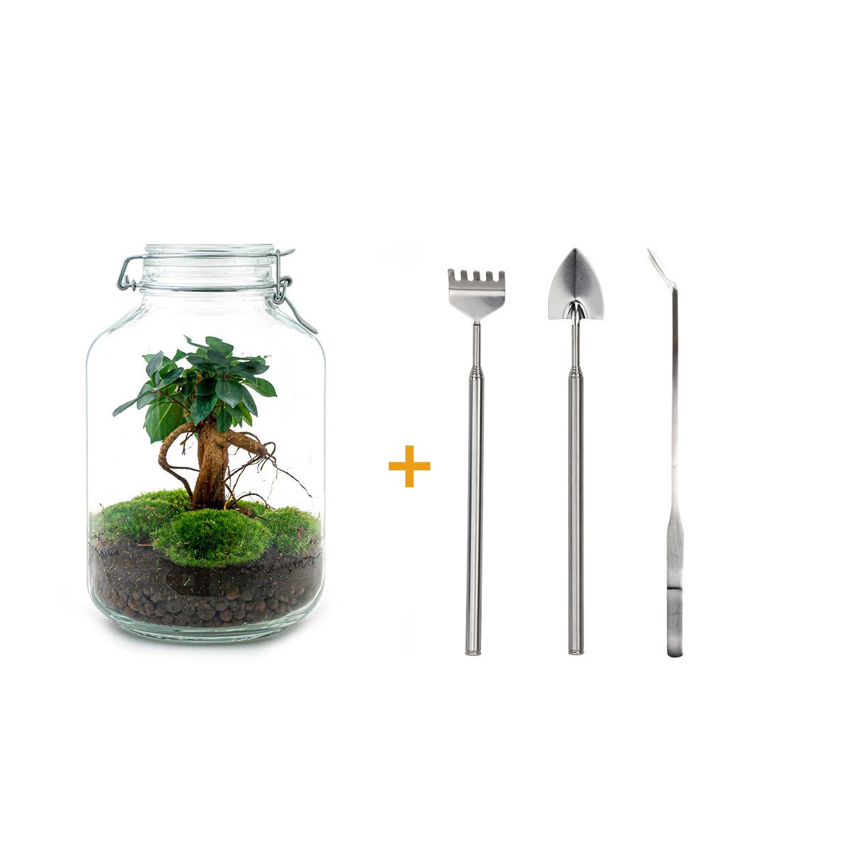 Flaschengarten DIY Bausatz Ficus Ginseng Bonsai – Terrarium Ø18cm H28cm – Selbstbewässerndes Mini – Ökosystem – Do – It – Plant