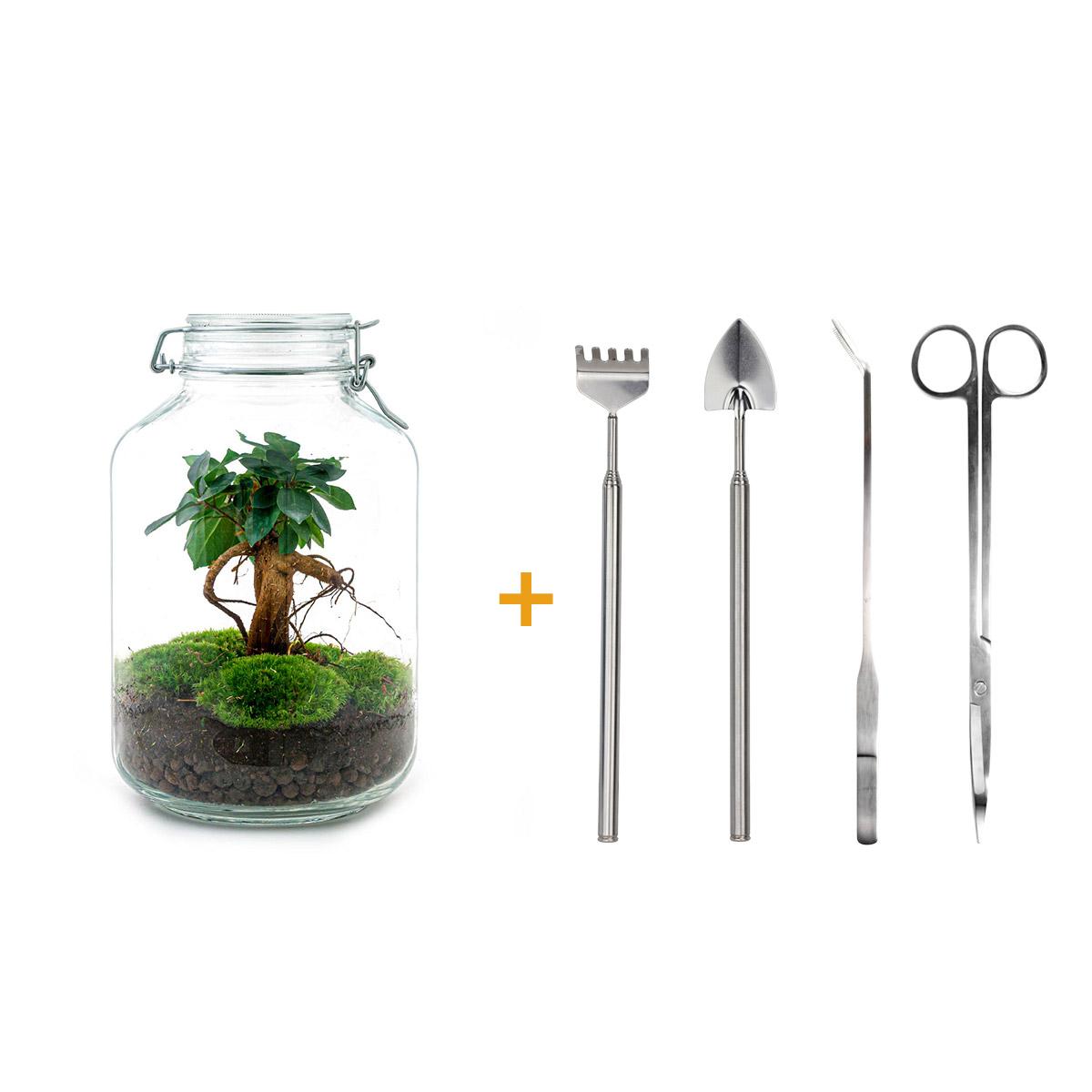 Flaschengarten DIY Bausatz Ficus Ginseng Bonsai – Terrarium Ø18cm H28cm – Selbstbewässerndes Mini – Ökosystem – Do – It – Plant