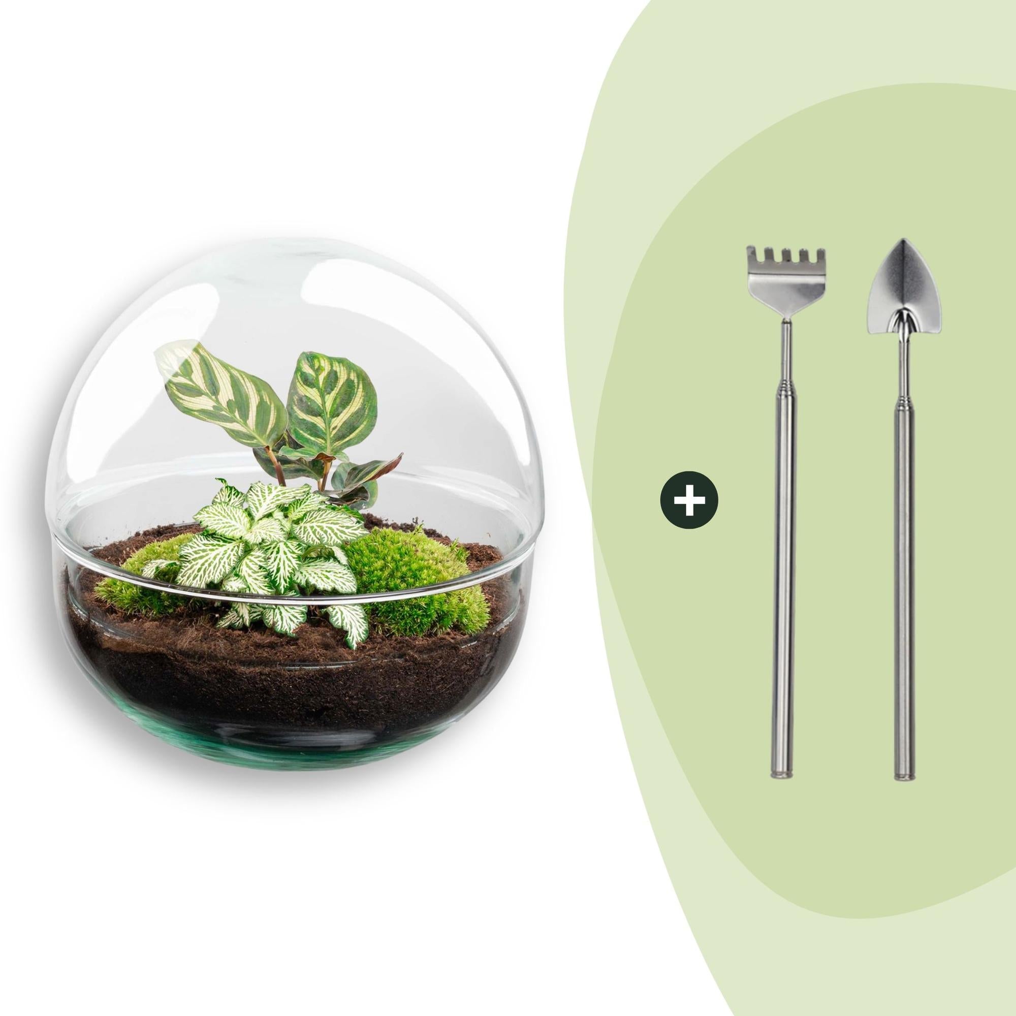 DIY Flaschengarten Set – Dome Glas – Ø20cm x H20cm – Mini – Biotop mit Pflanzen & Moos – Selbstversorgendes Pflanzterrarium – Plant